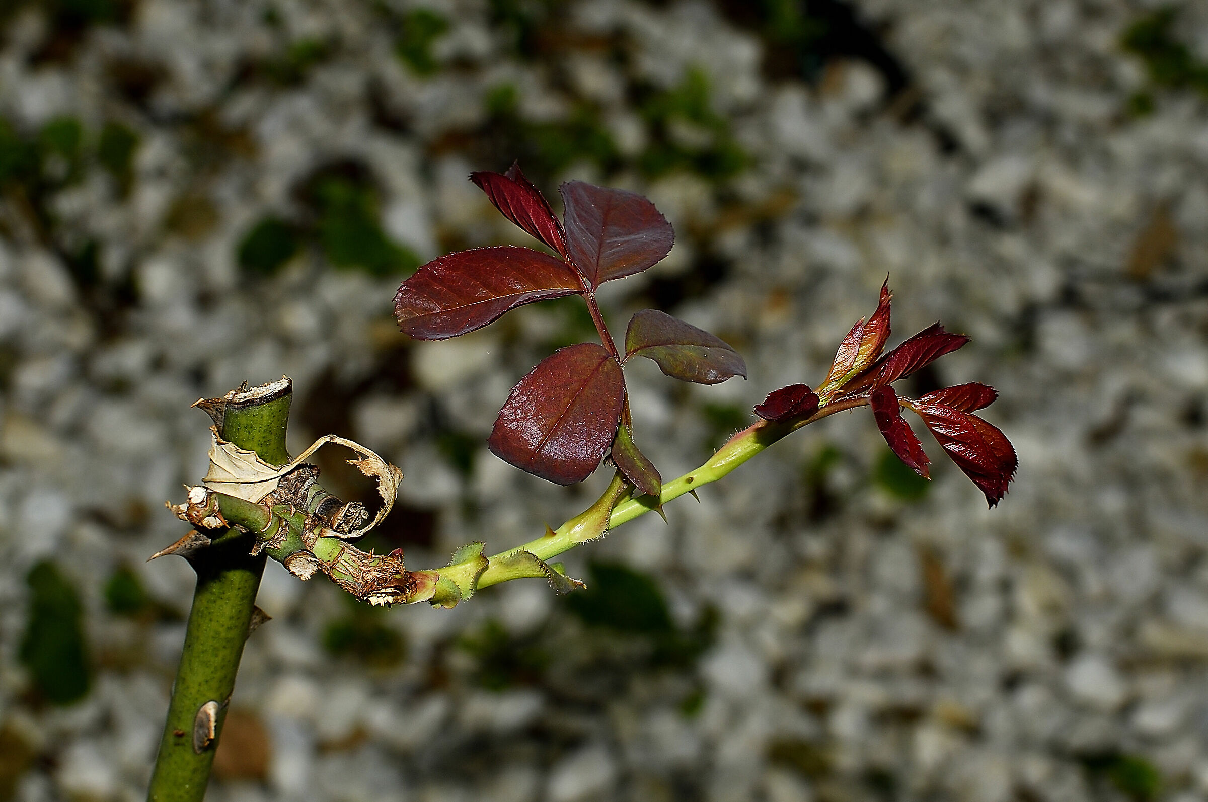 I colori del rinnovamento