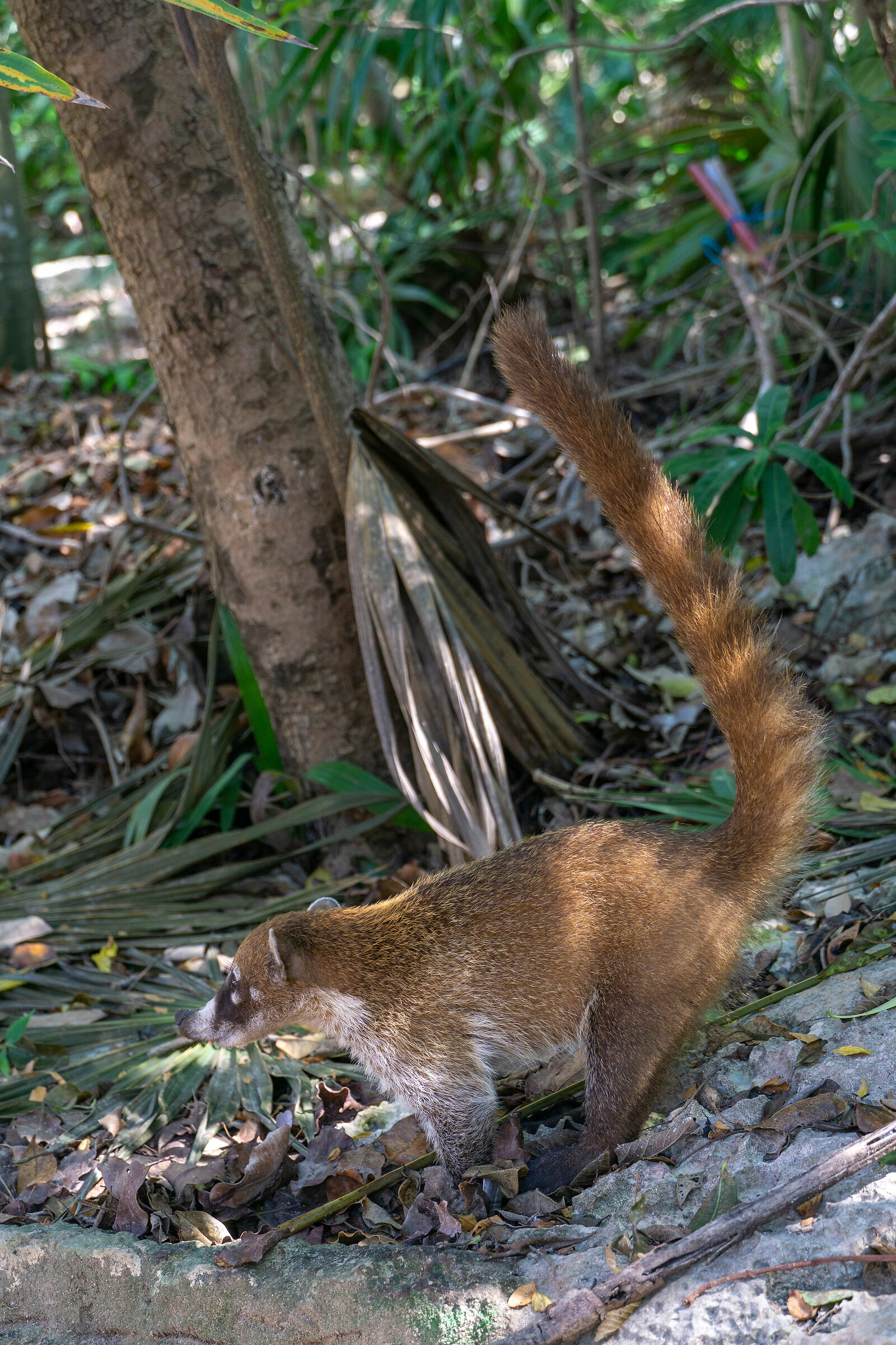 coati