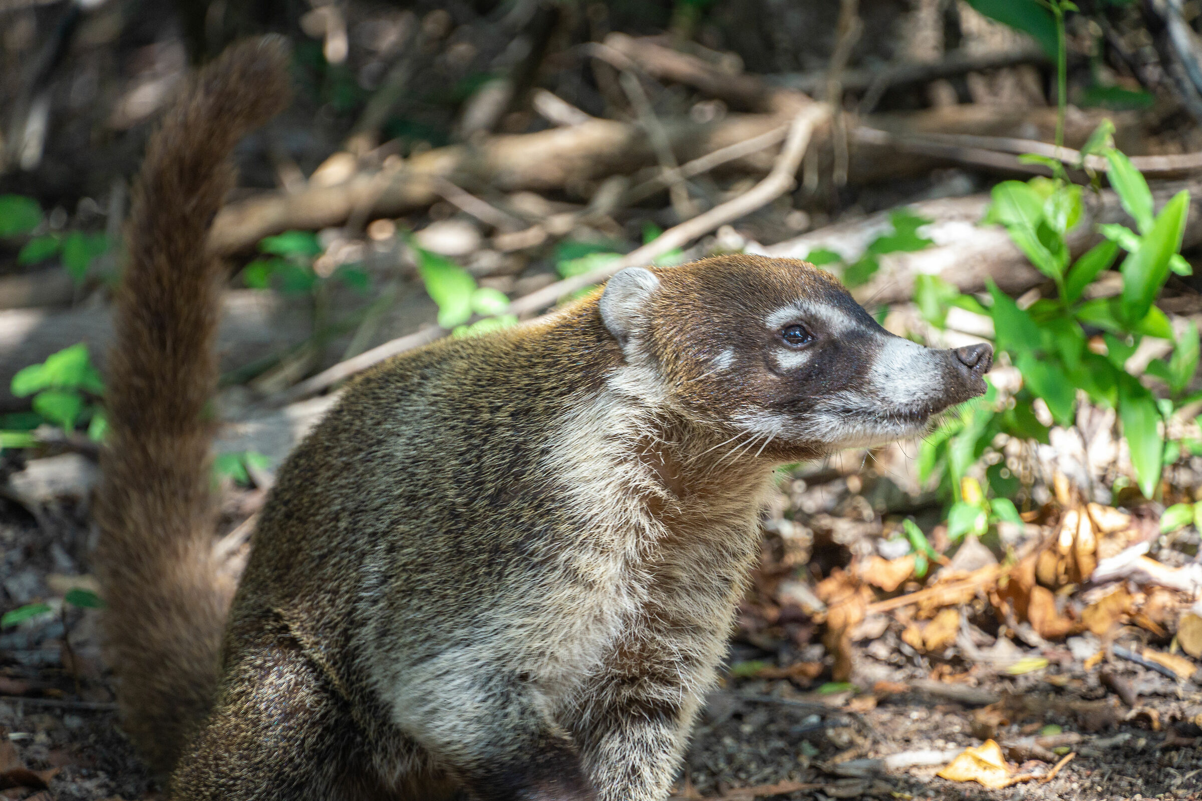 coati