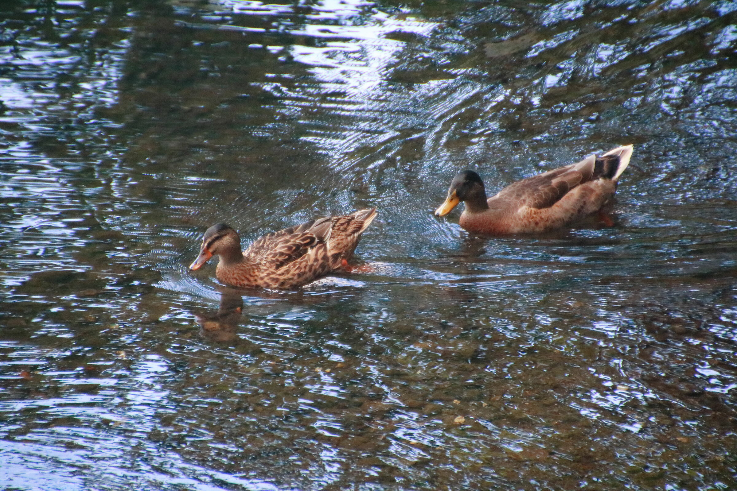 Couple of Royal Germans at Monticchio Lakes