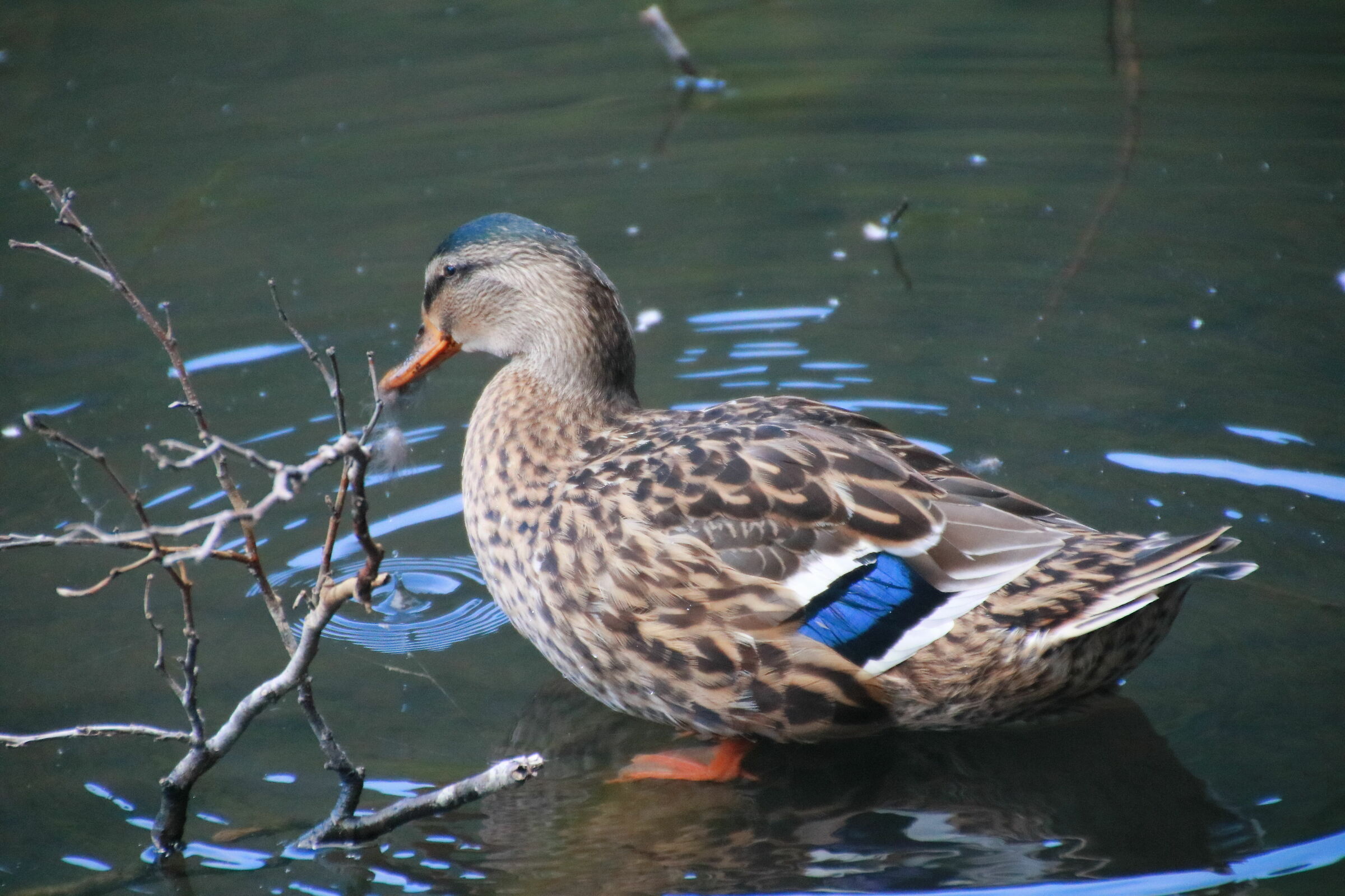 Royal German at Monticchio Lakes