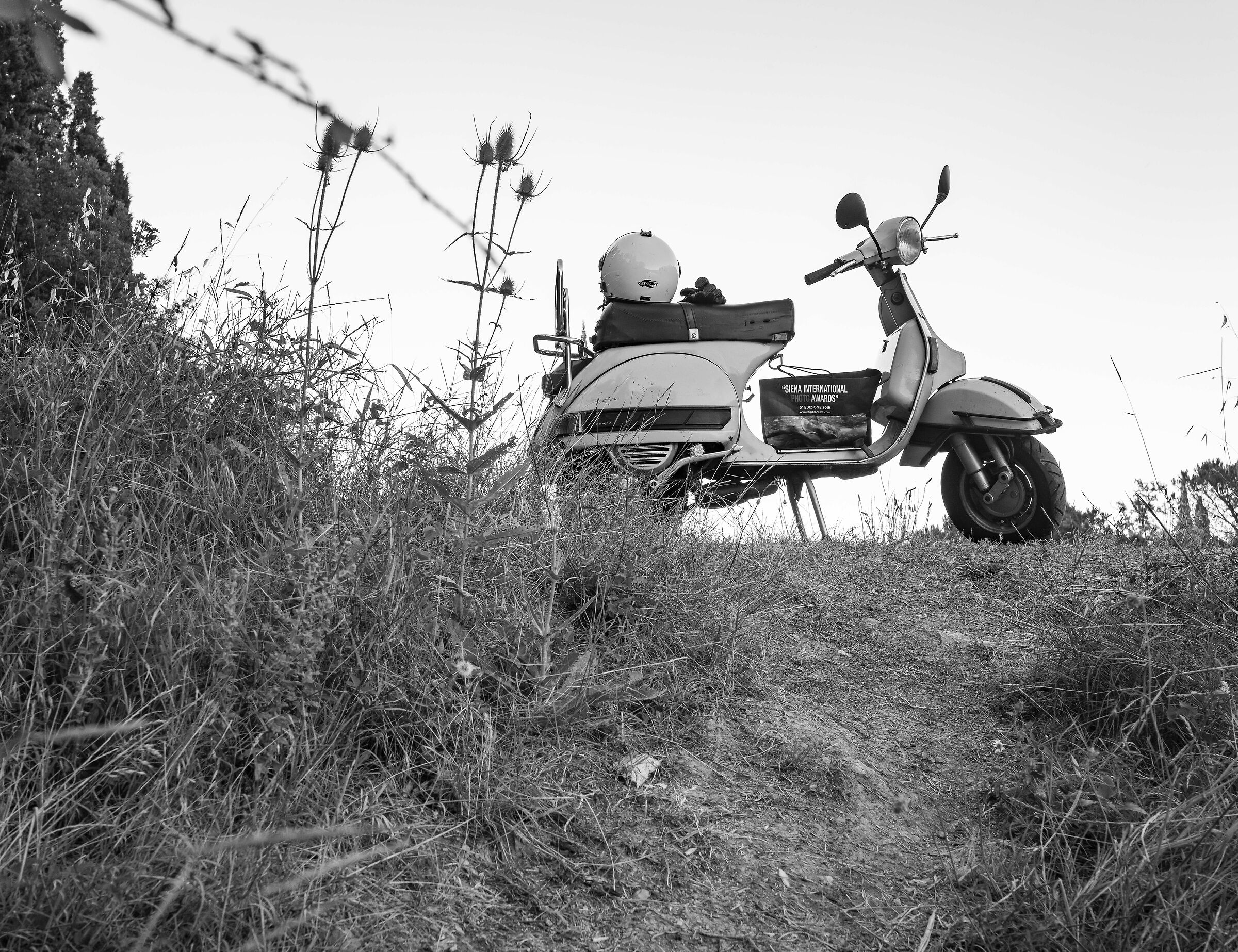 Vespa sull'argine II