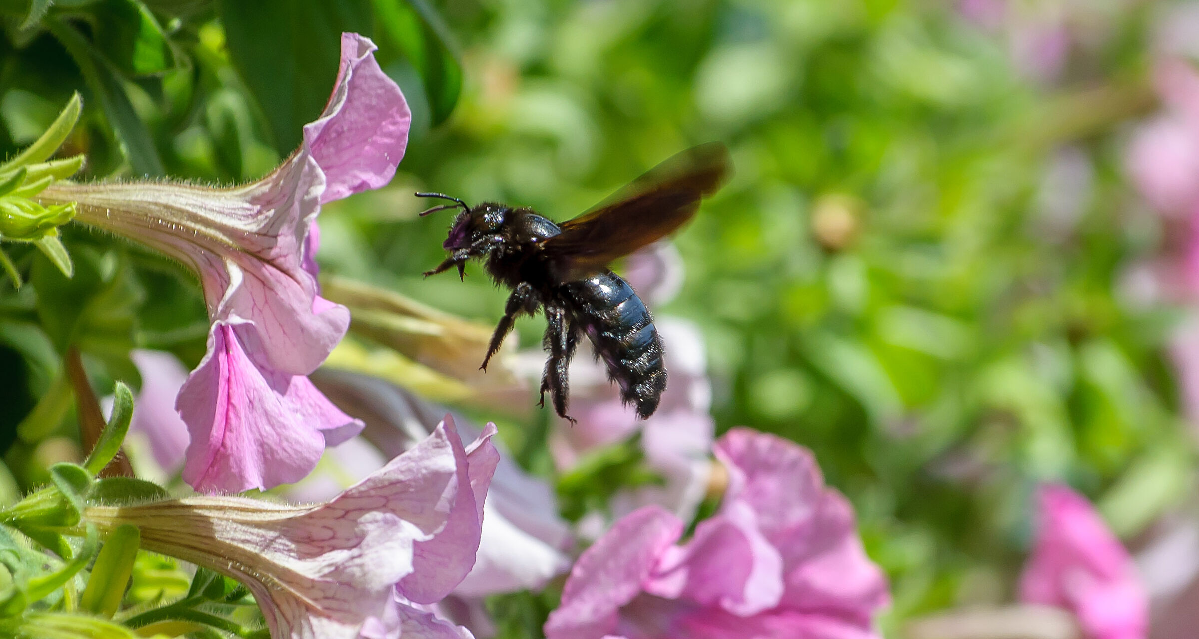 Ape legnaiola (Xilocopa violacea)