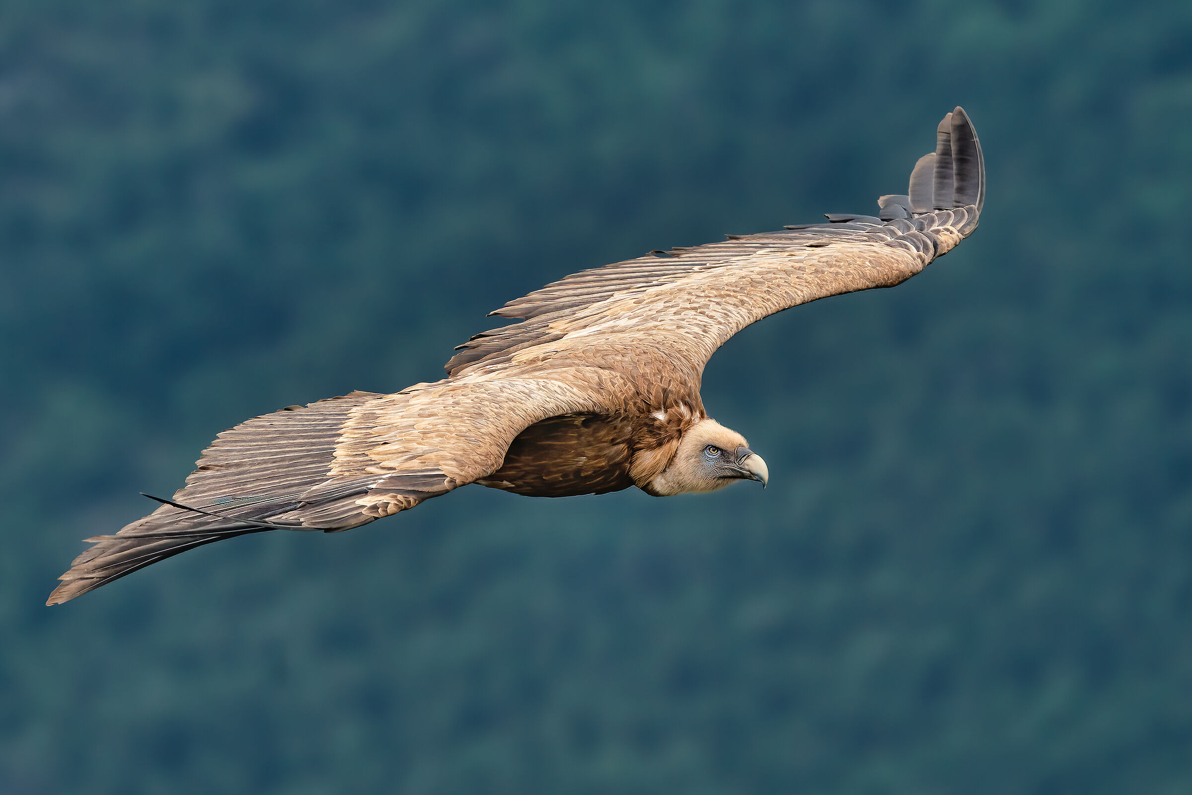 Flying in the gorges