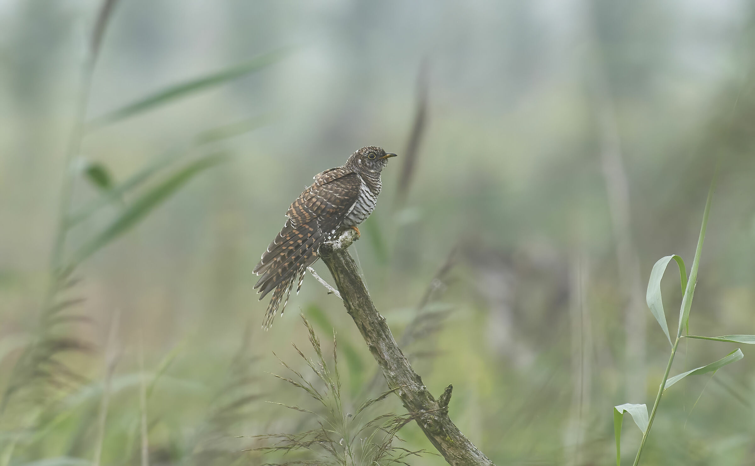 Young Cuckoo