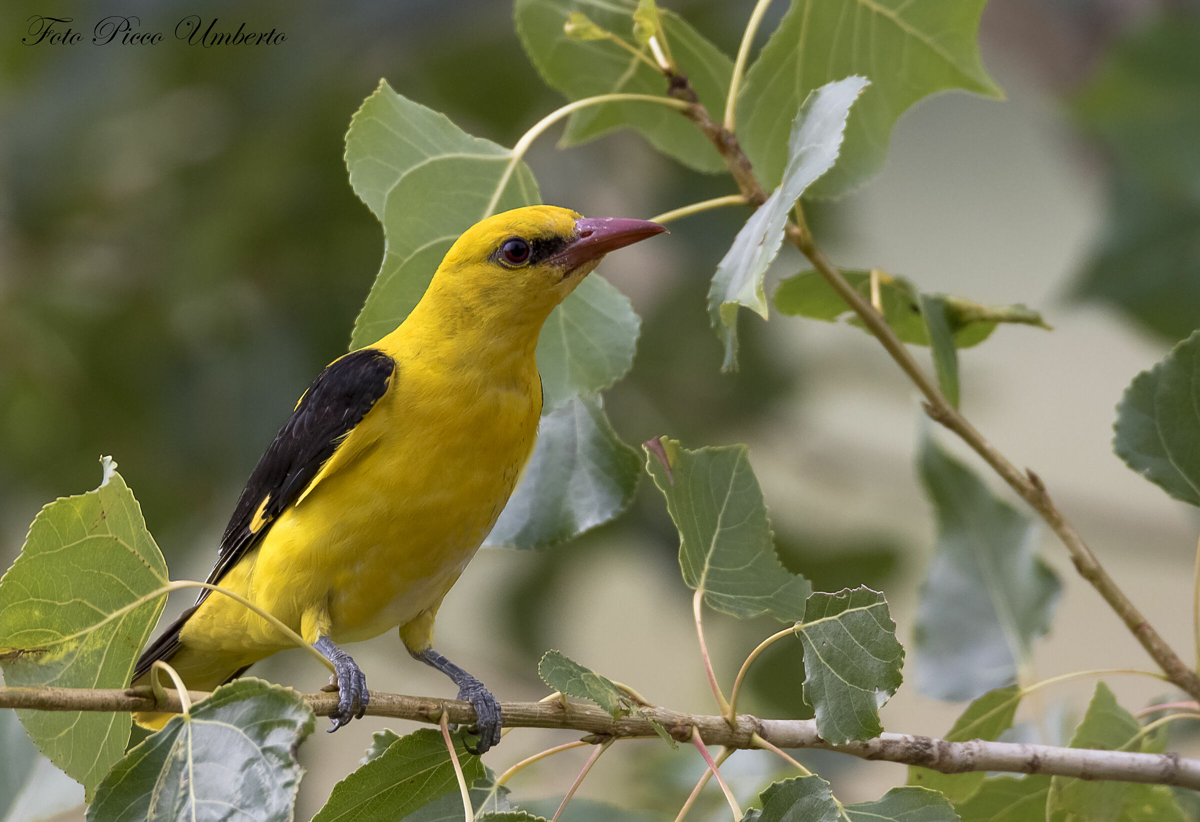 rigogolo maschio adulto