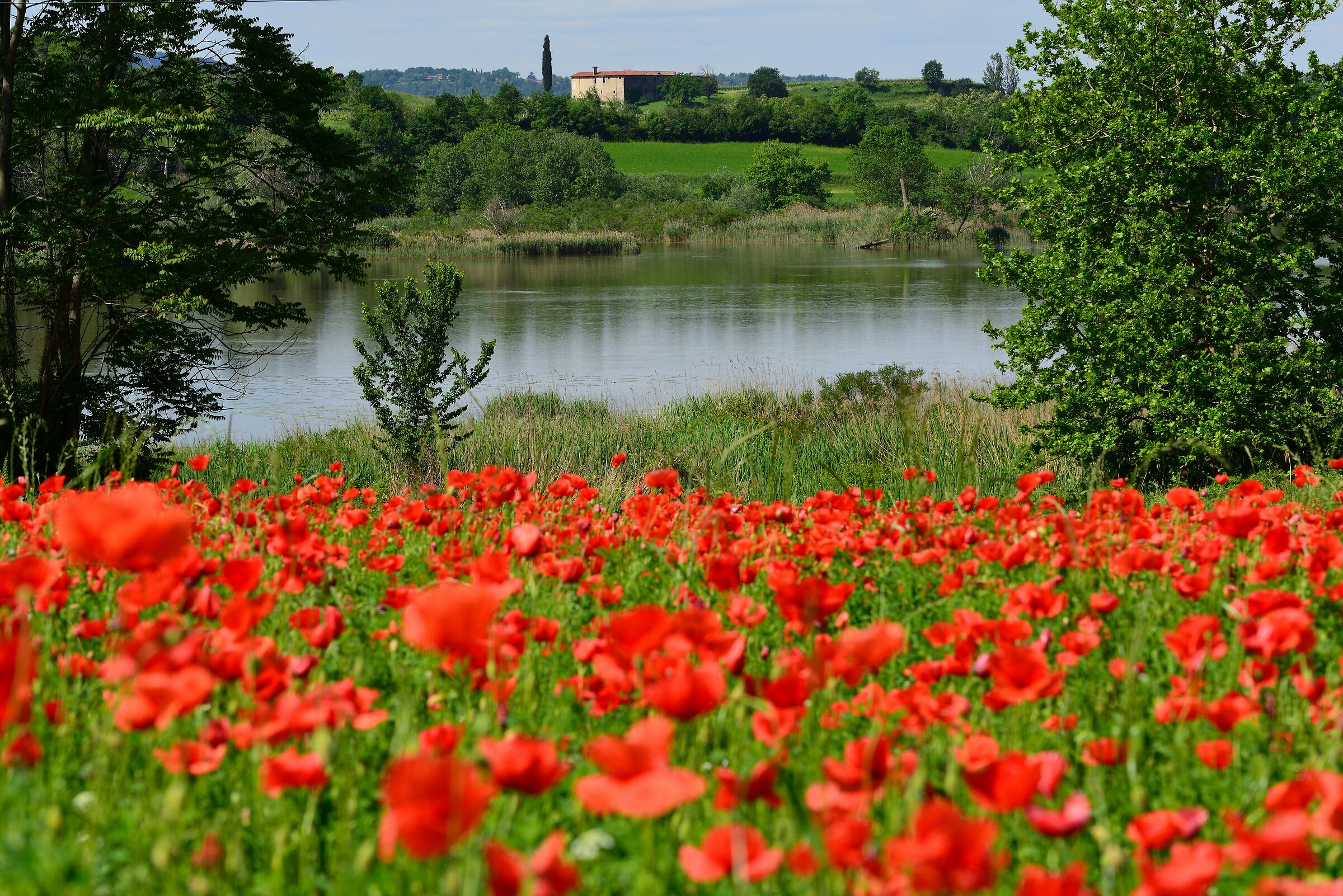 Uno sguardo sulla Torbiera del Sebino.