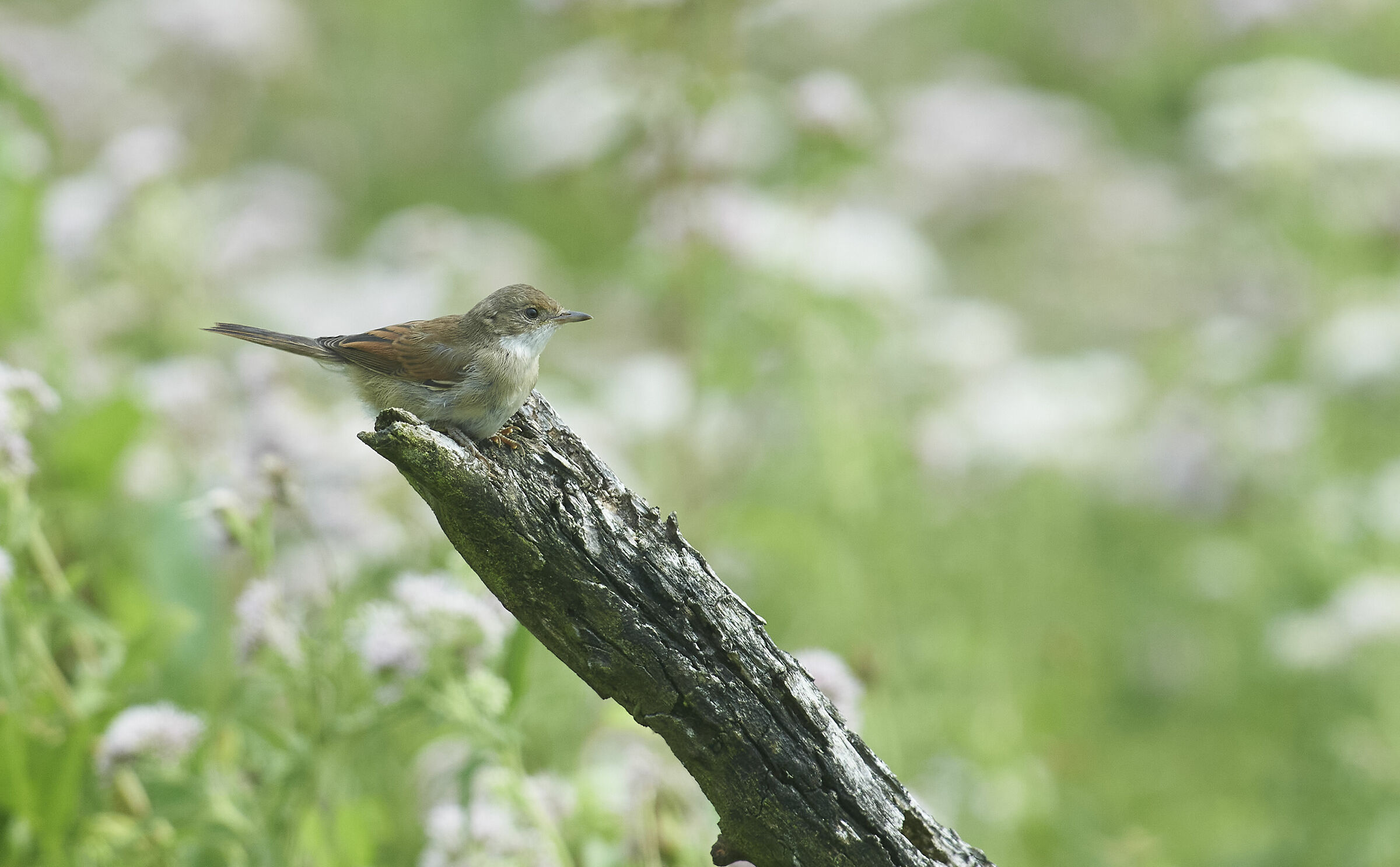 Whitethroat