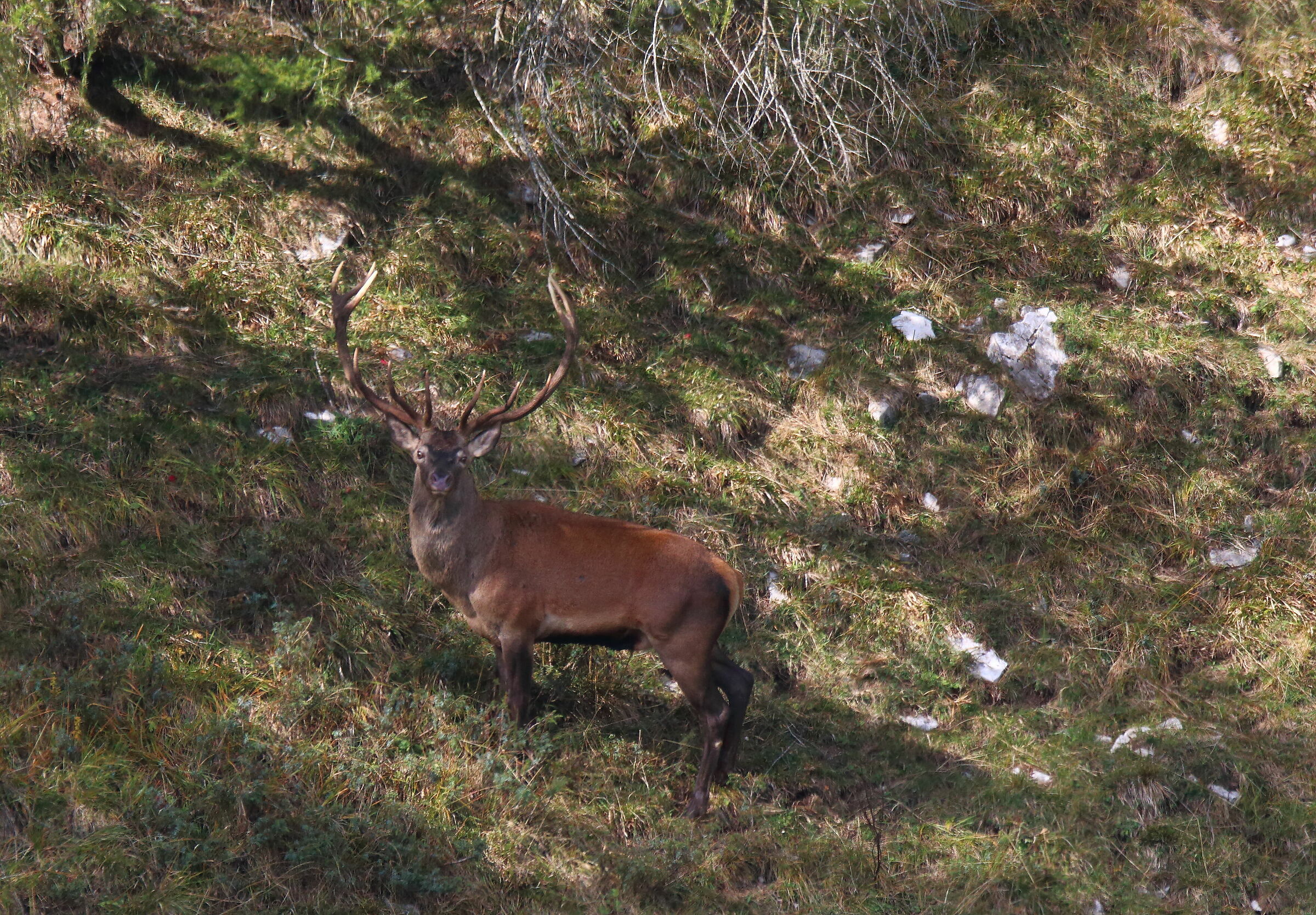 Cervo