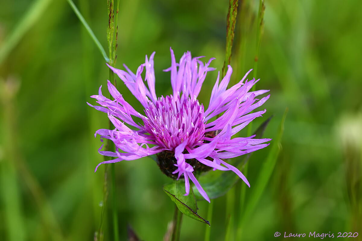 Cornflower