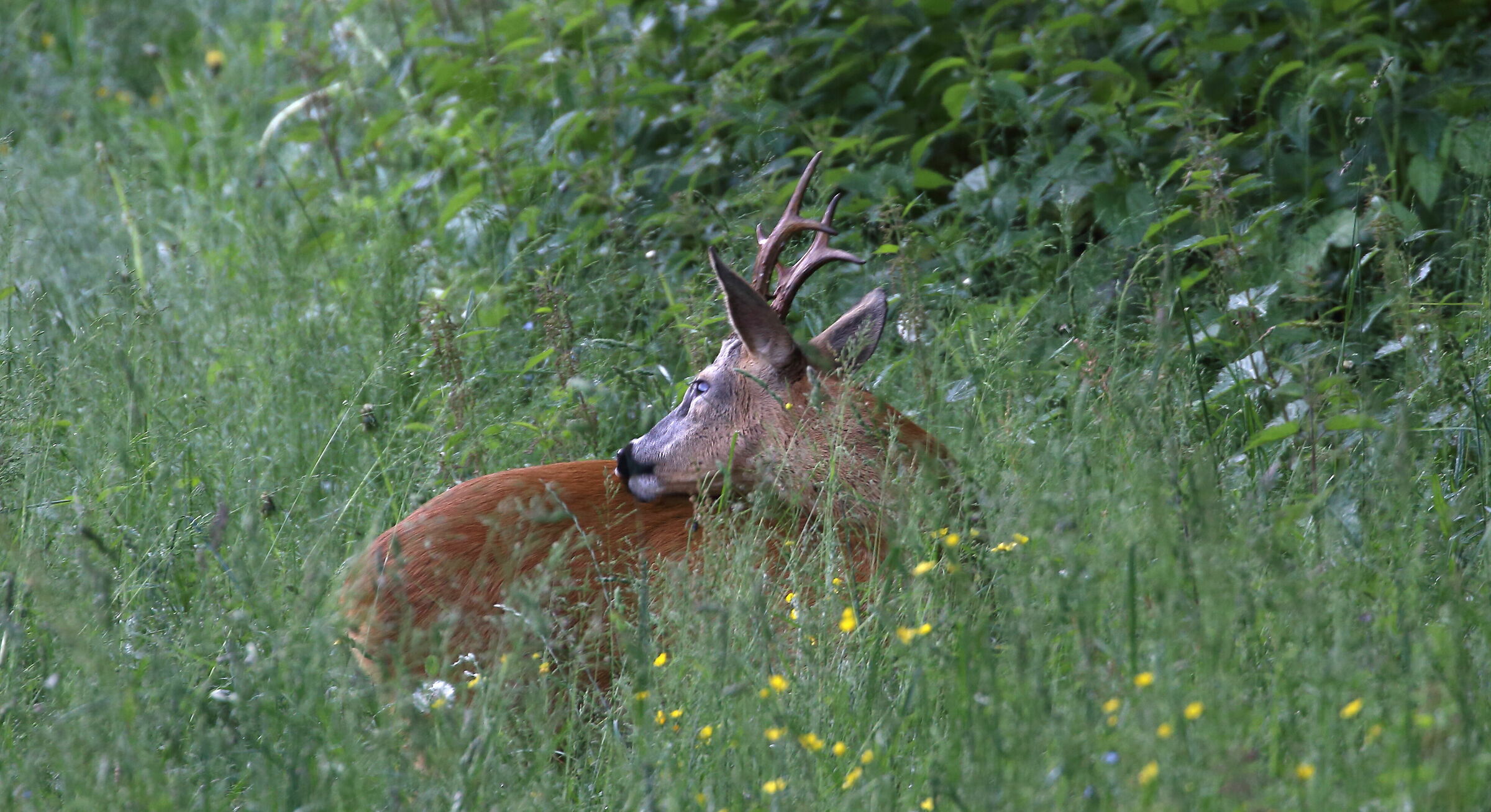 Capriolo