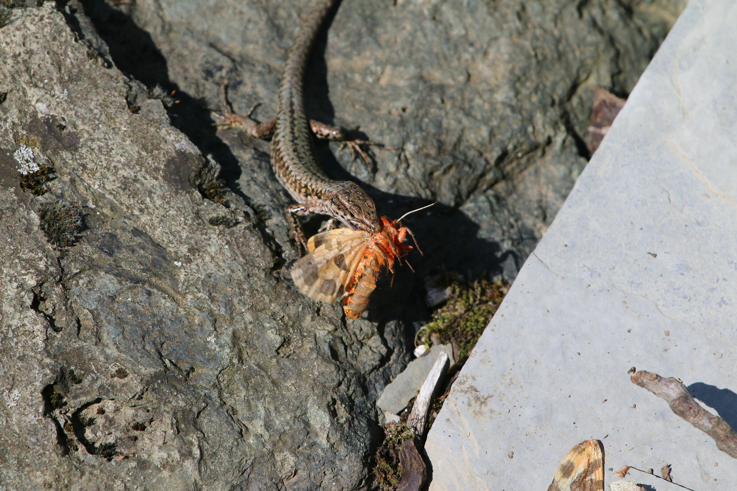 tanto va la farfalla al fiore che....