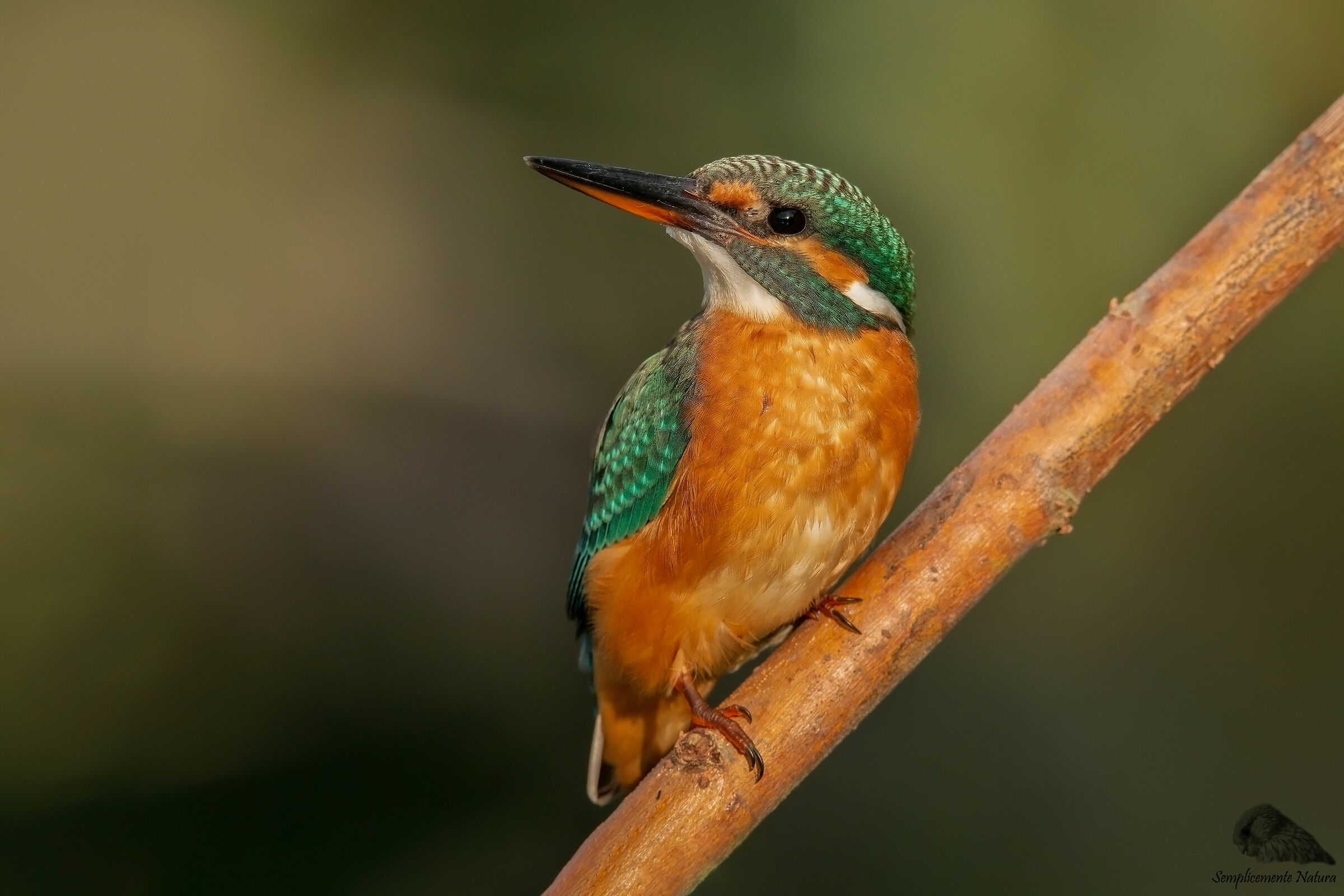 Martin Fisher (Alcedo atthis)