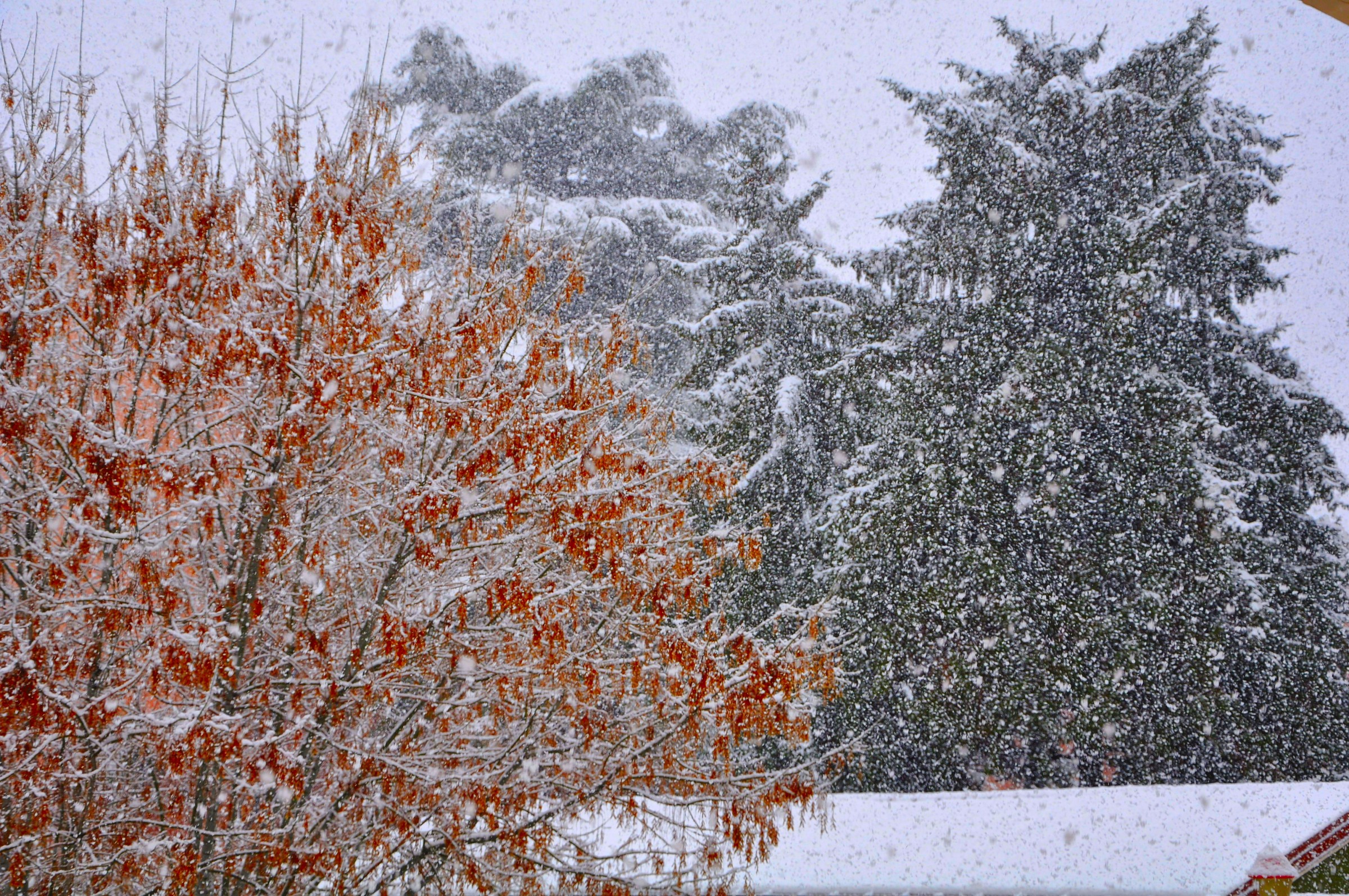 Foglie sotto la neve