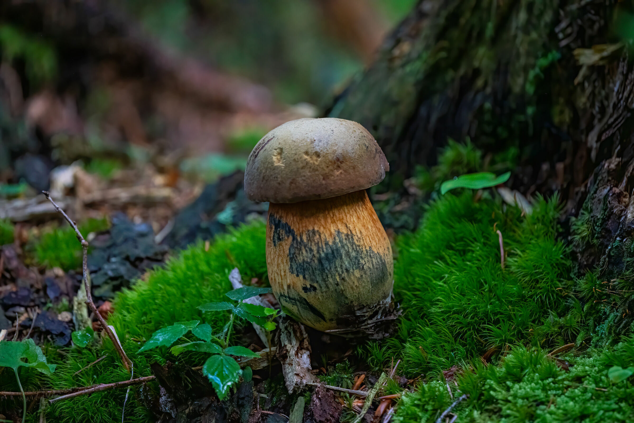 Neoboletus luridiformis altra angolazione