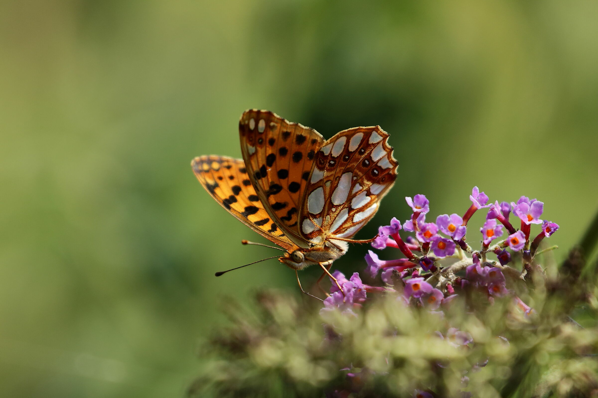 Buddleja Davidii