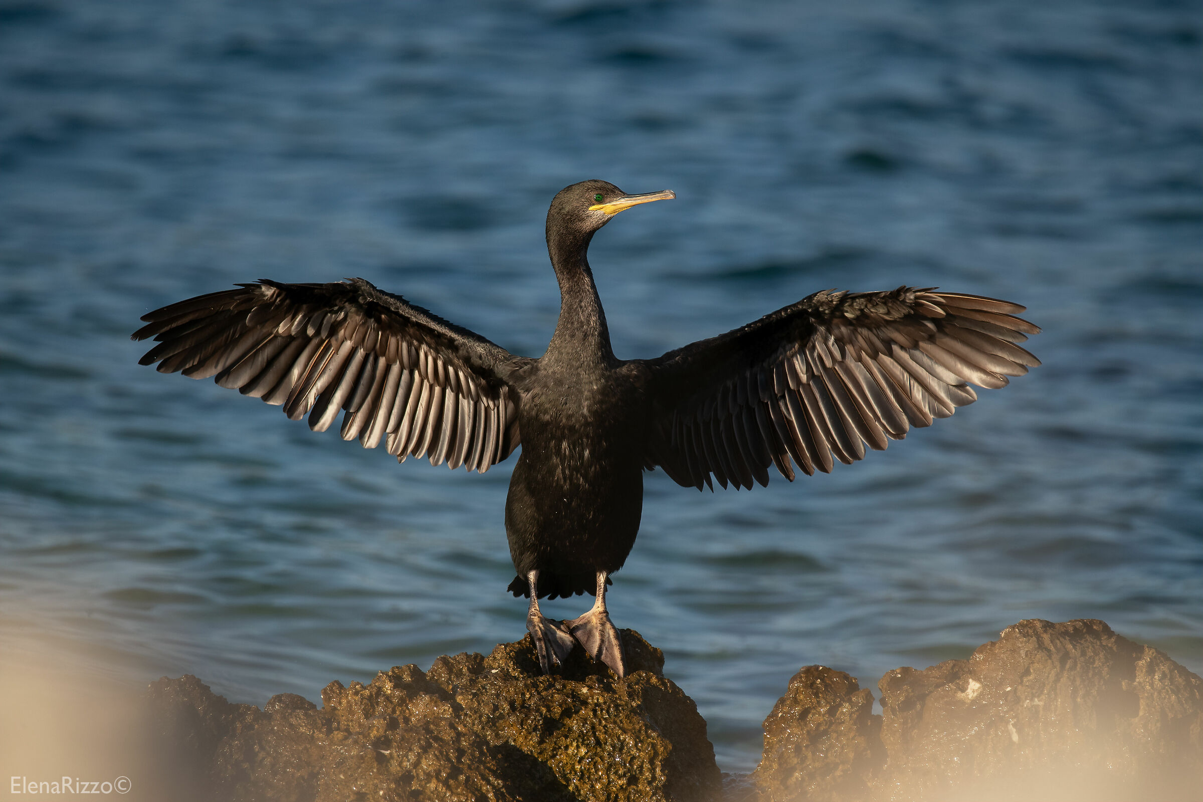 Marangone dal ciuffo
