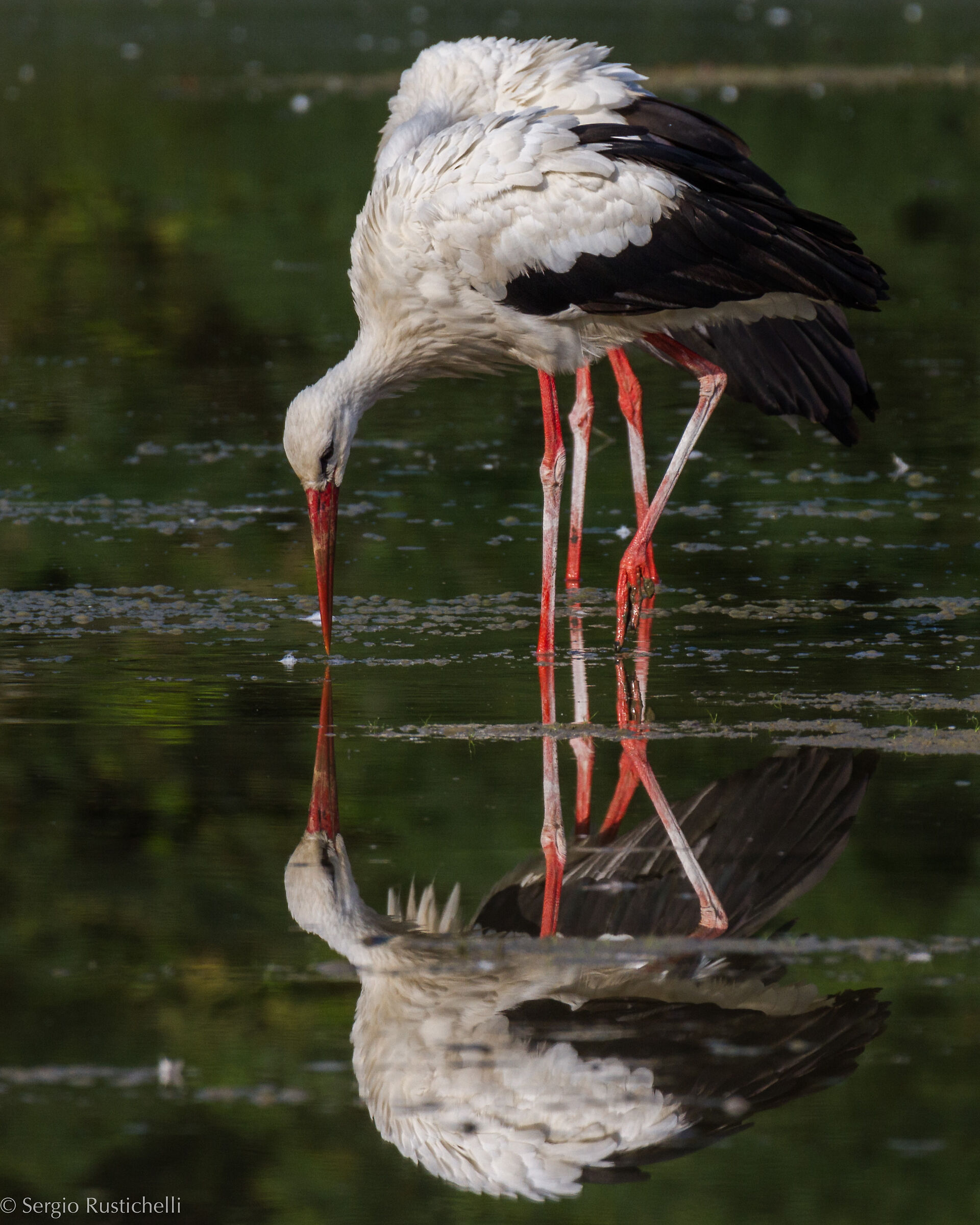 Il doppio allo specchio