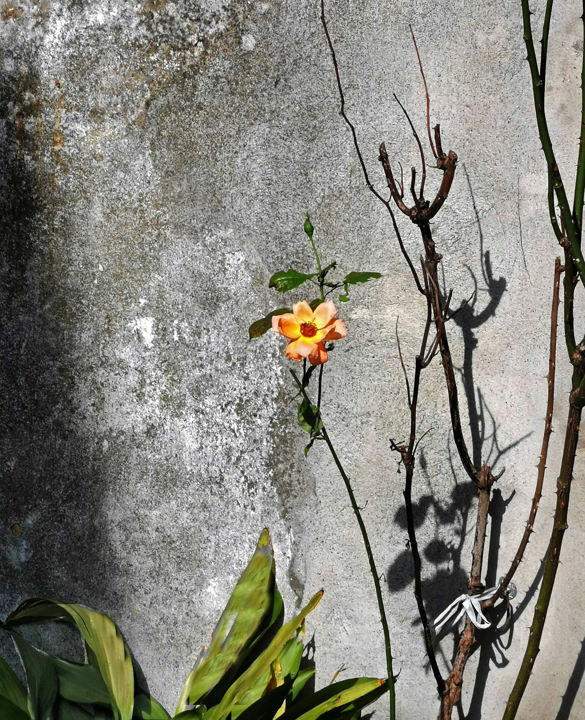 Il fiore nel muro