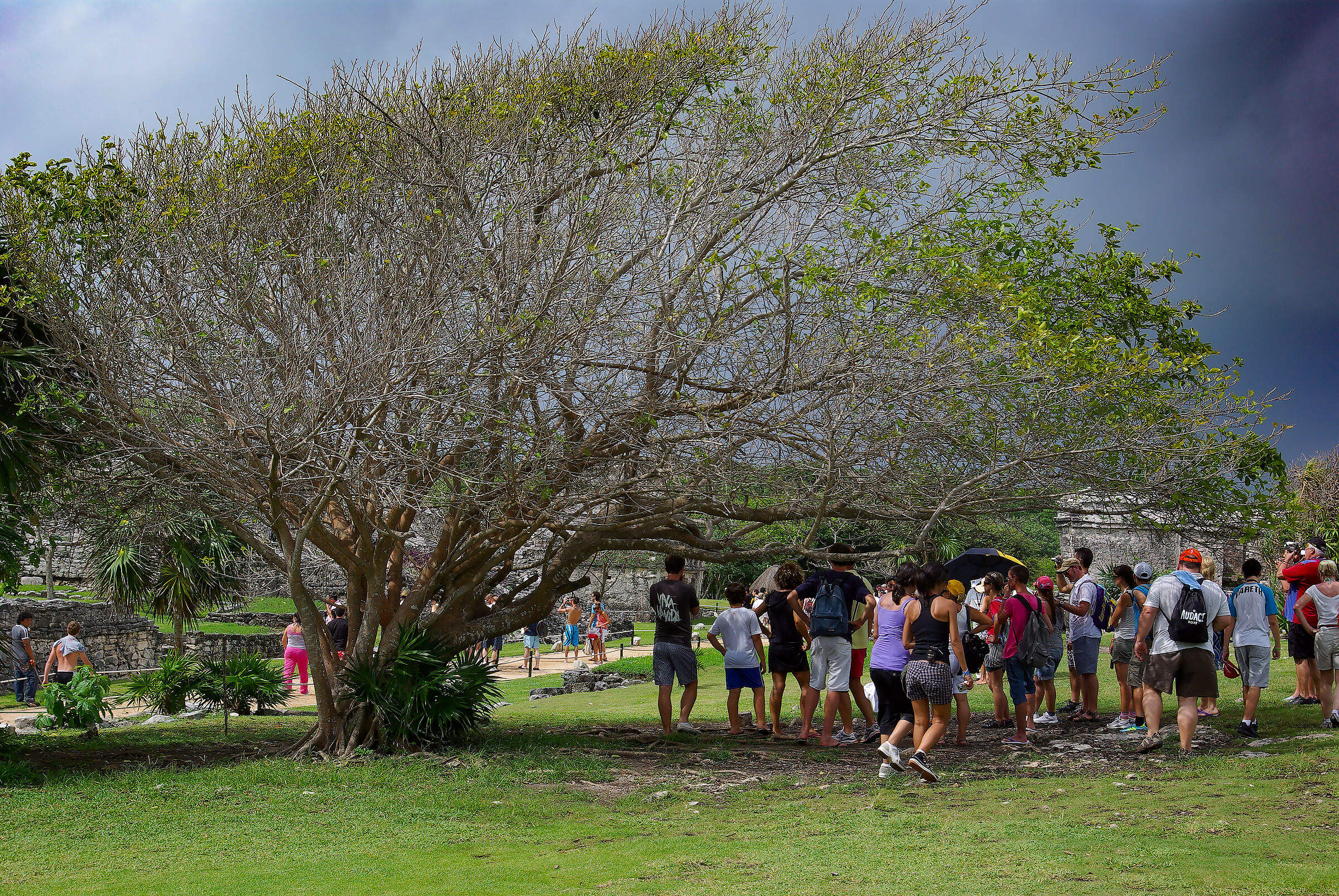 Raining! Everybody under the tree!