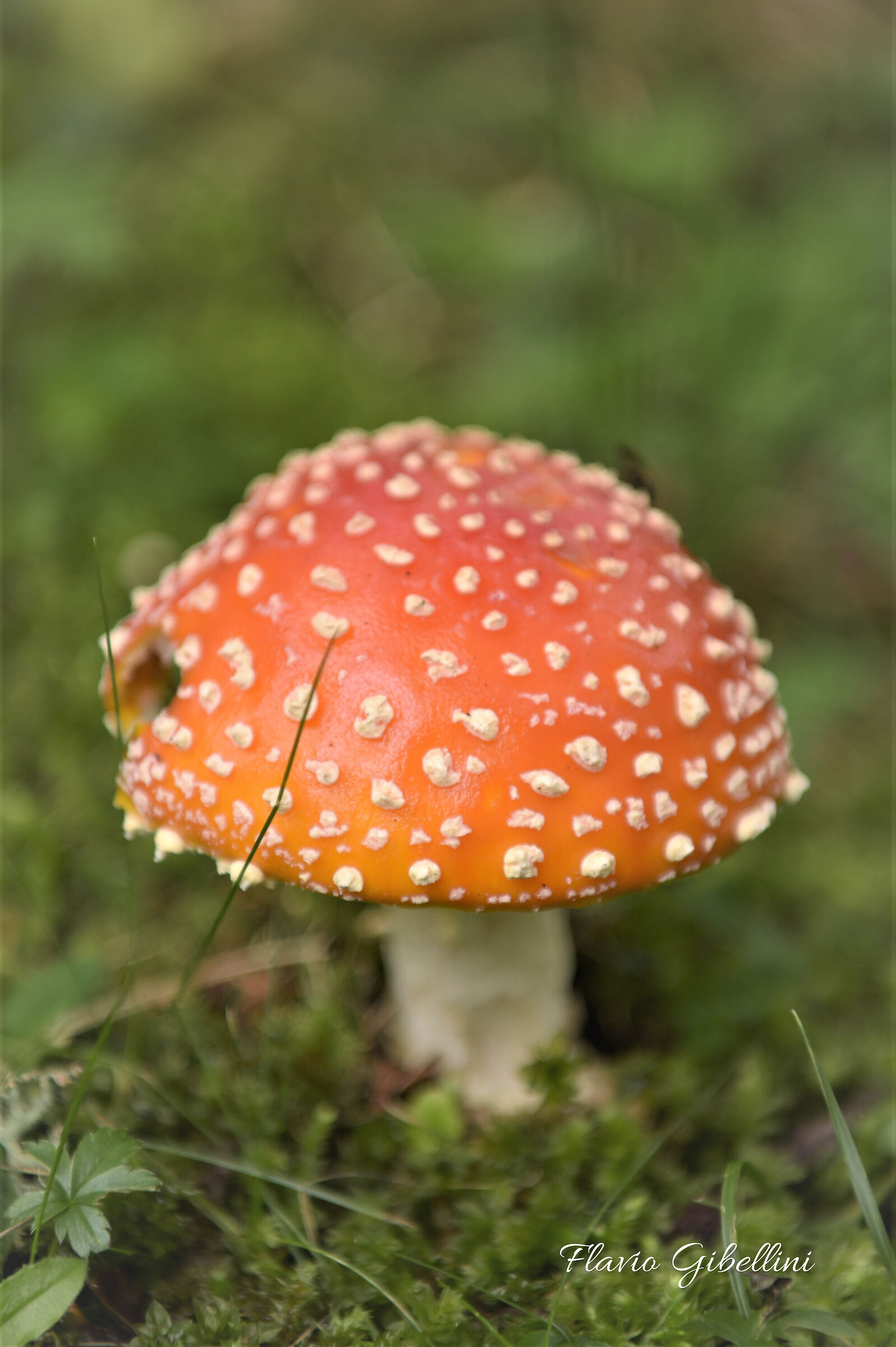 La splendida muscaria