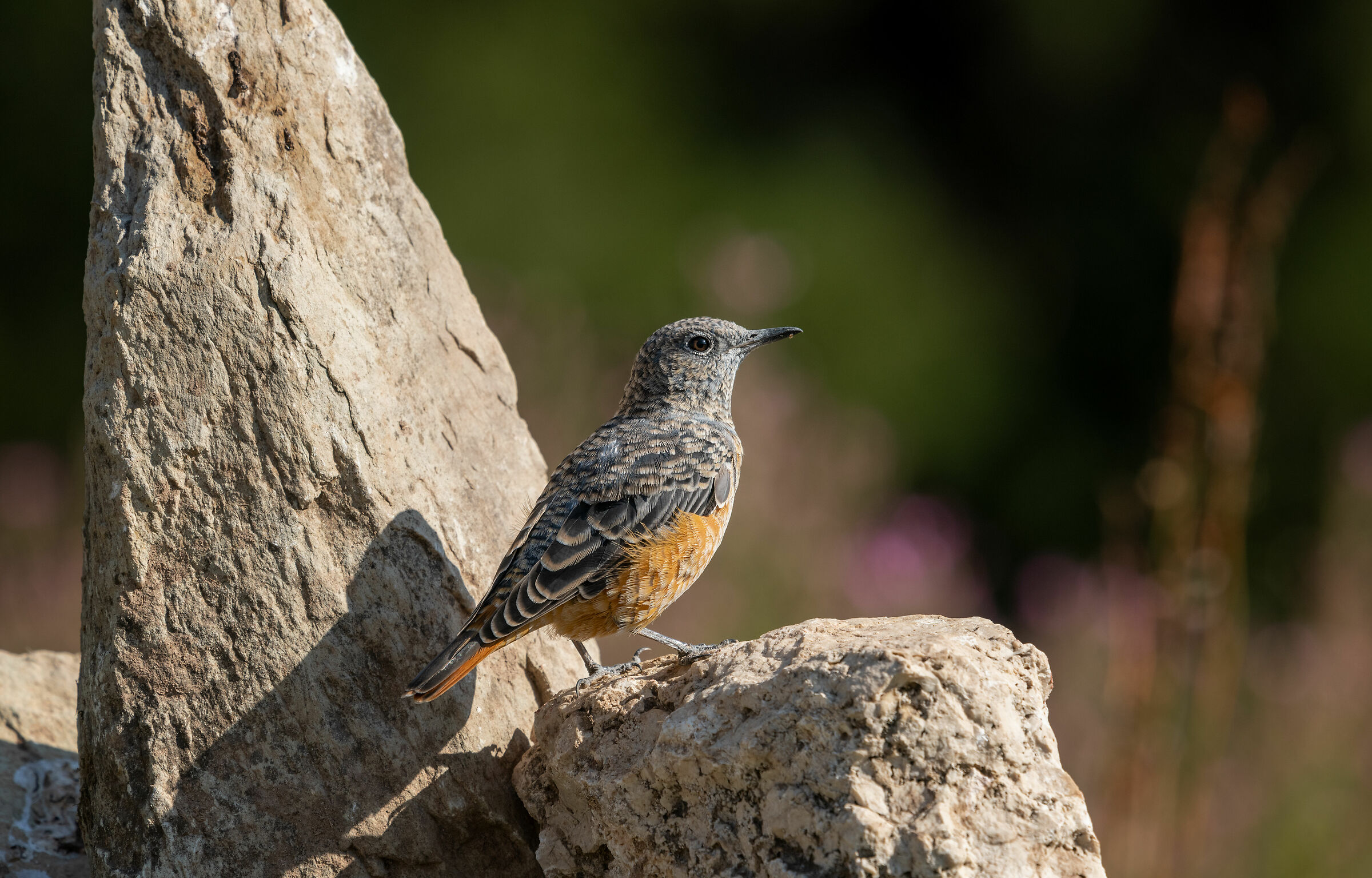 rock thrush