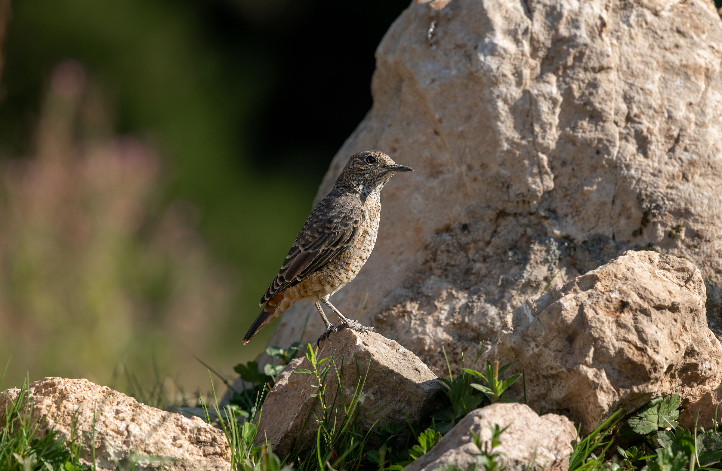 rock thrush