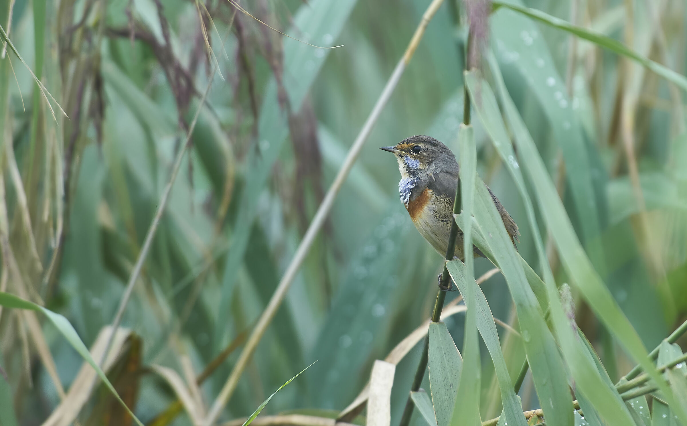 Bluethroat