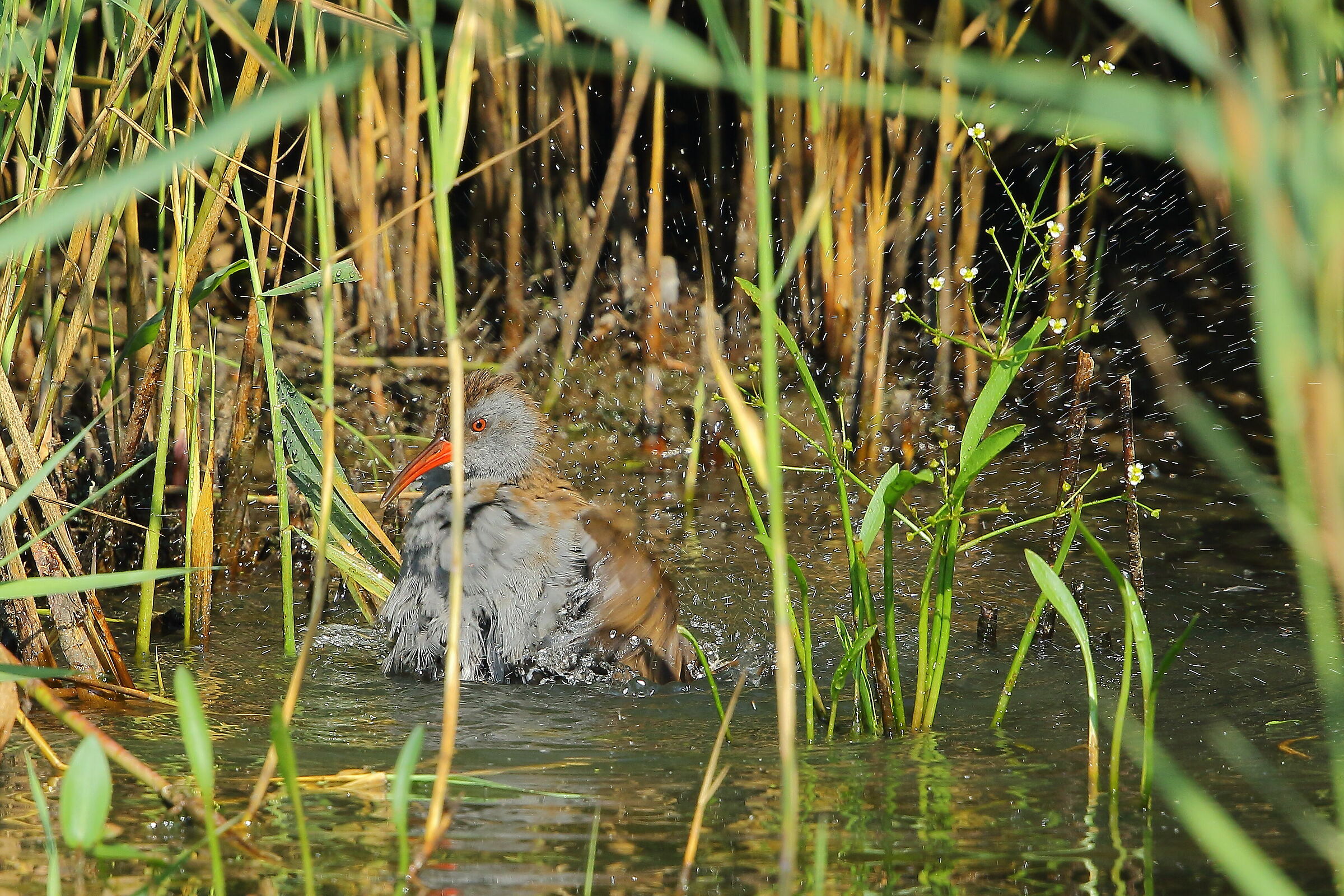 un bel bagno rinfrescante
