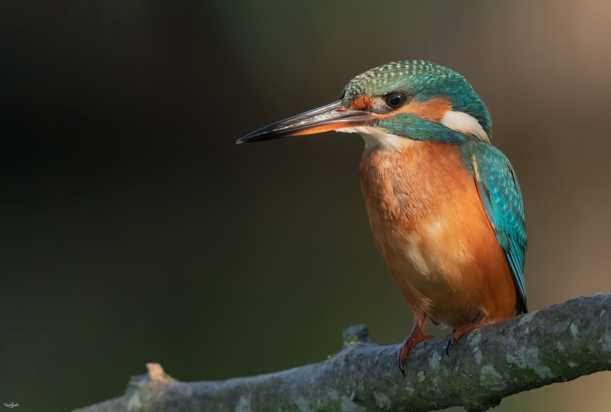 Kingfisher