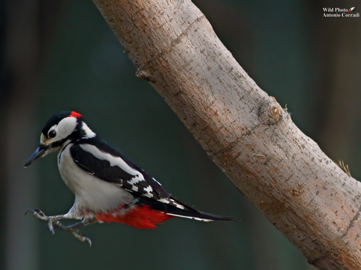 Picchio Rosso Maschio