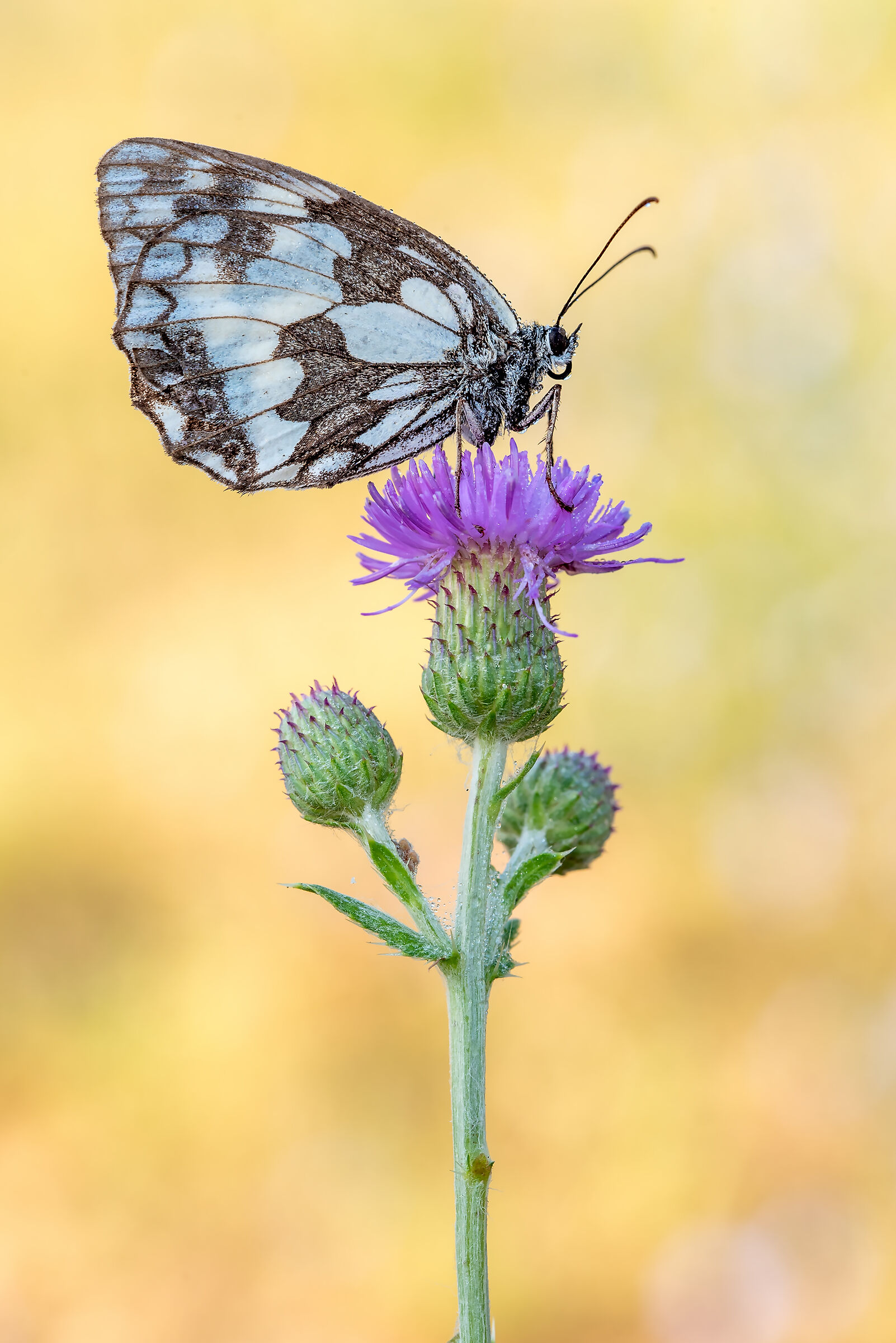 Melanargia galathea