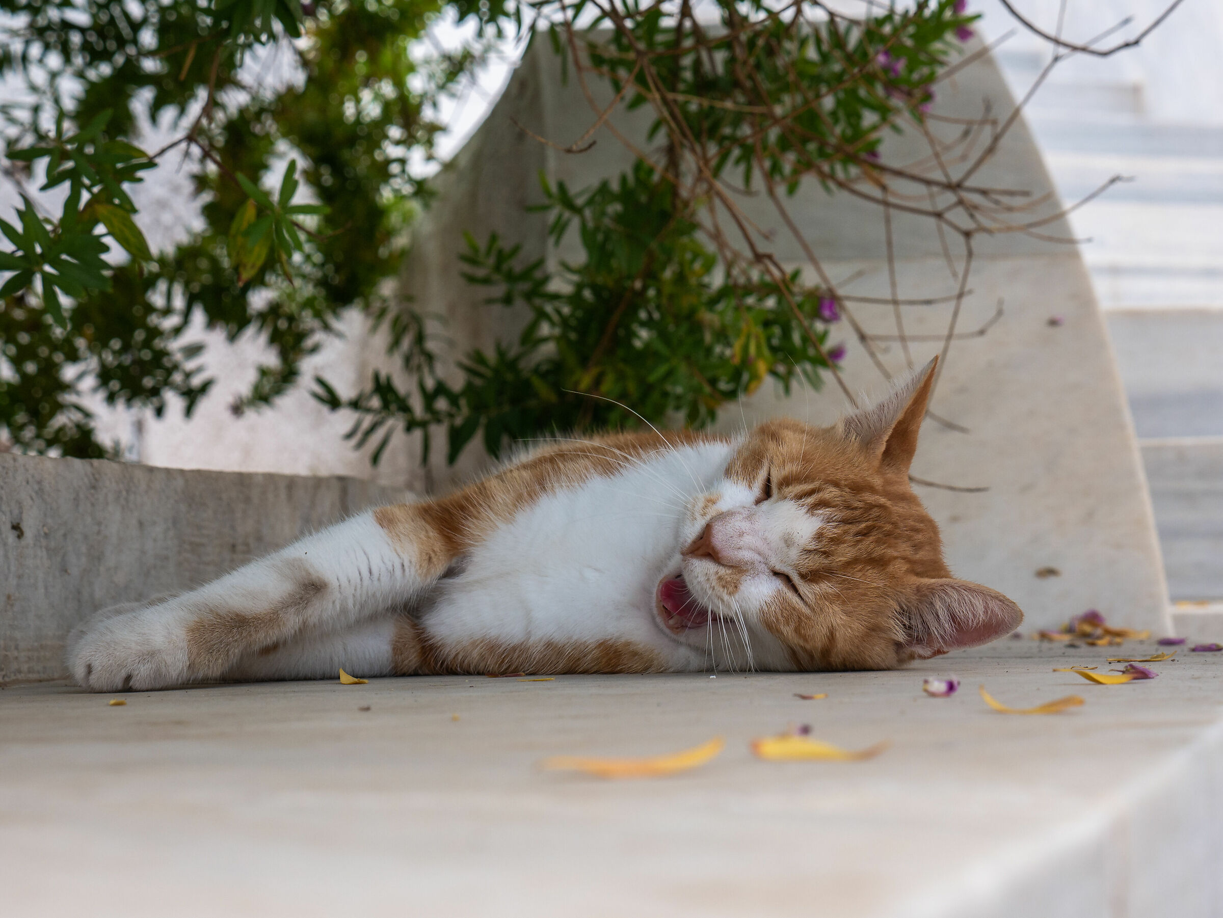 Yawn -Pyrgos Tinos Island