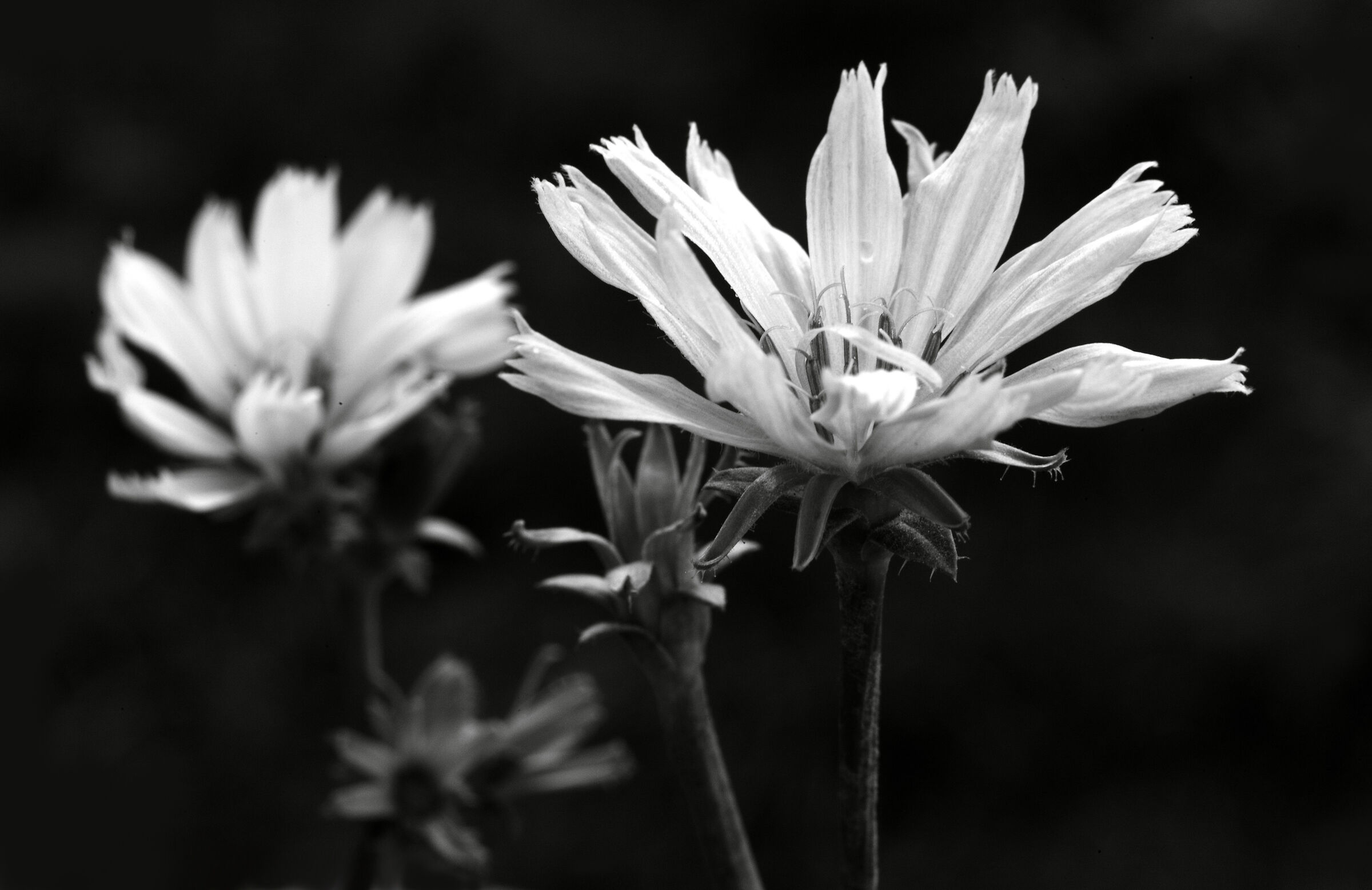 Chicory