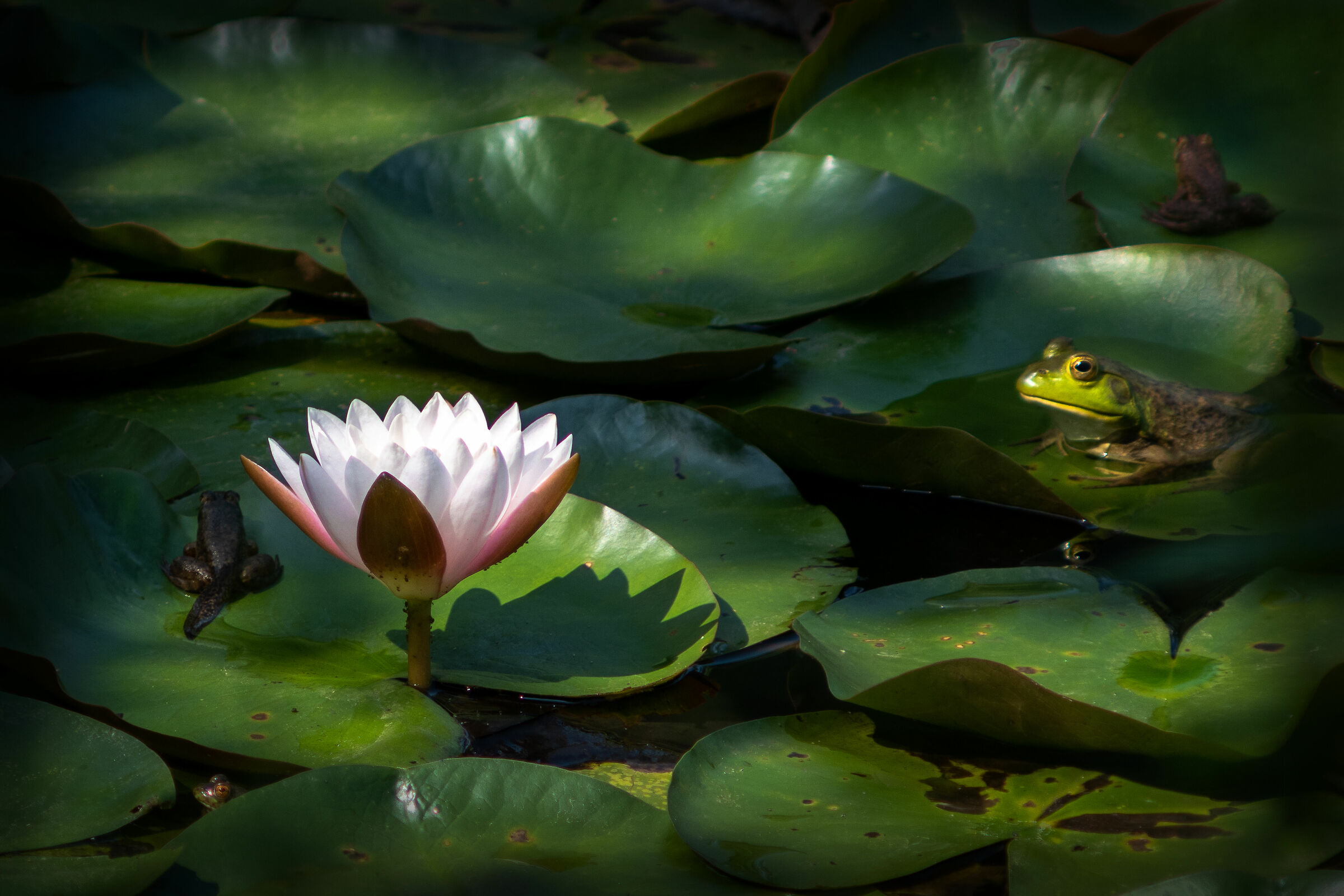 Quattro rane e un fiore