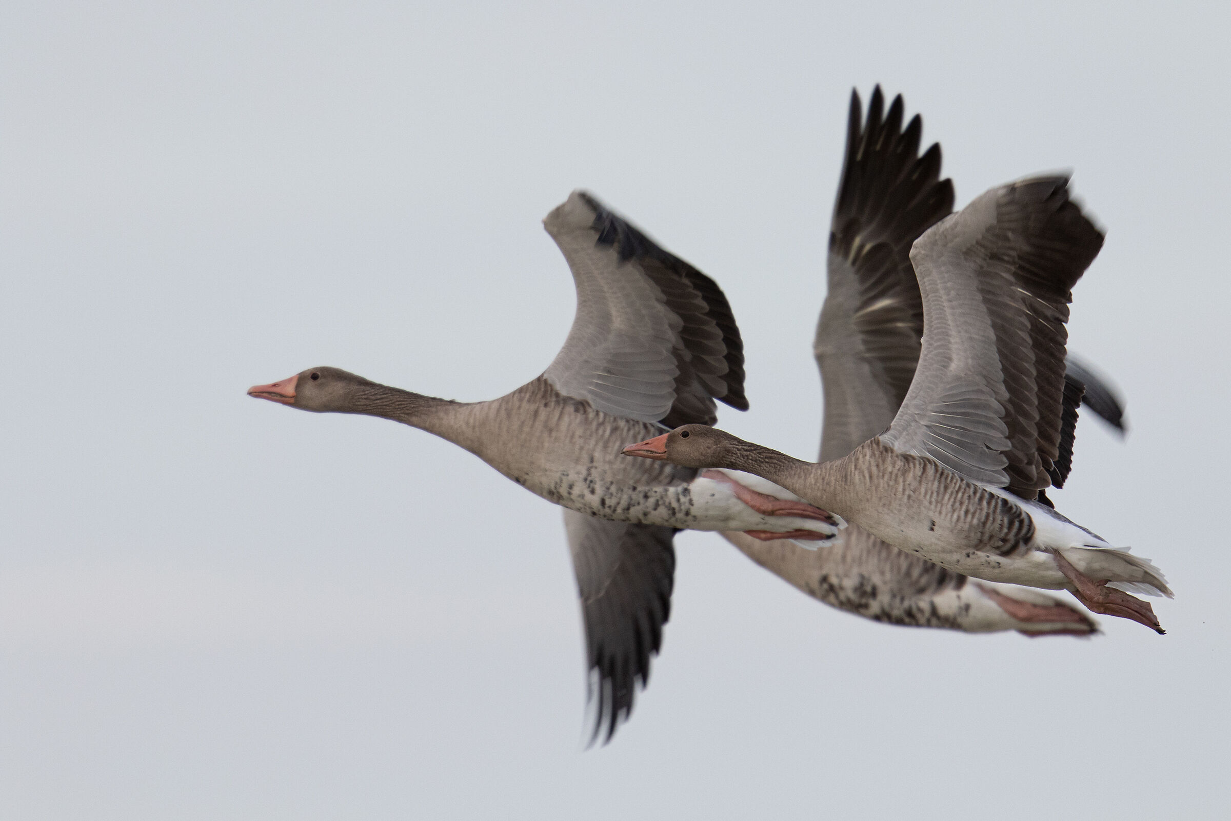 Oche selvatiche in volo