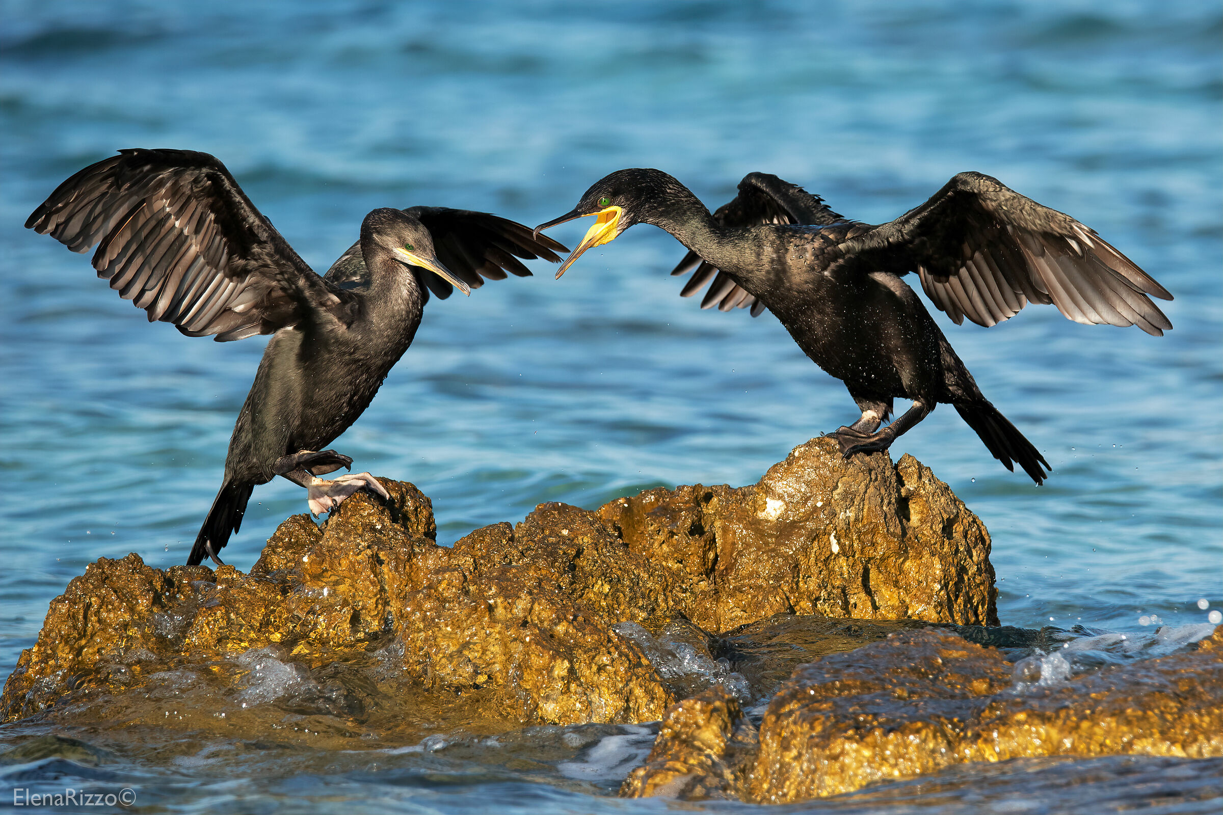 Marangoni dal ciuffo