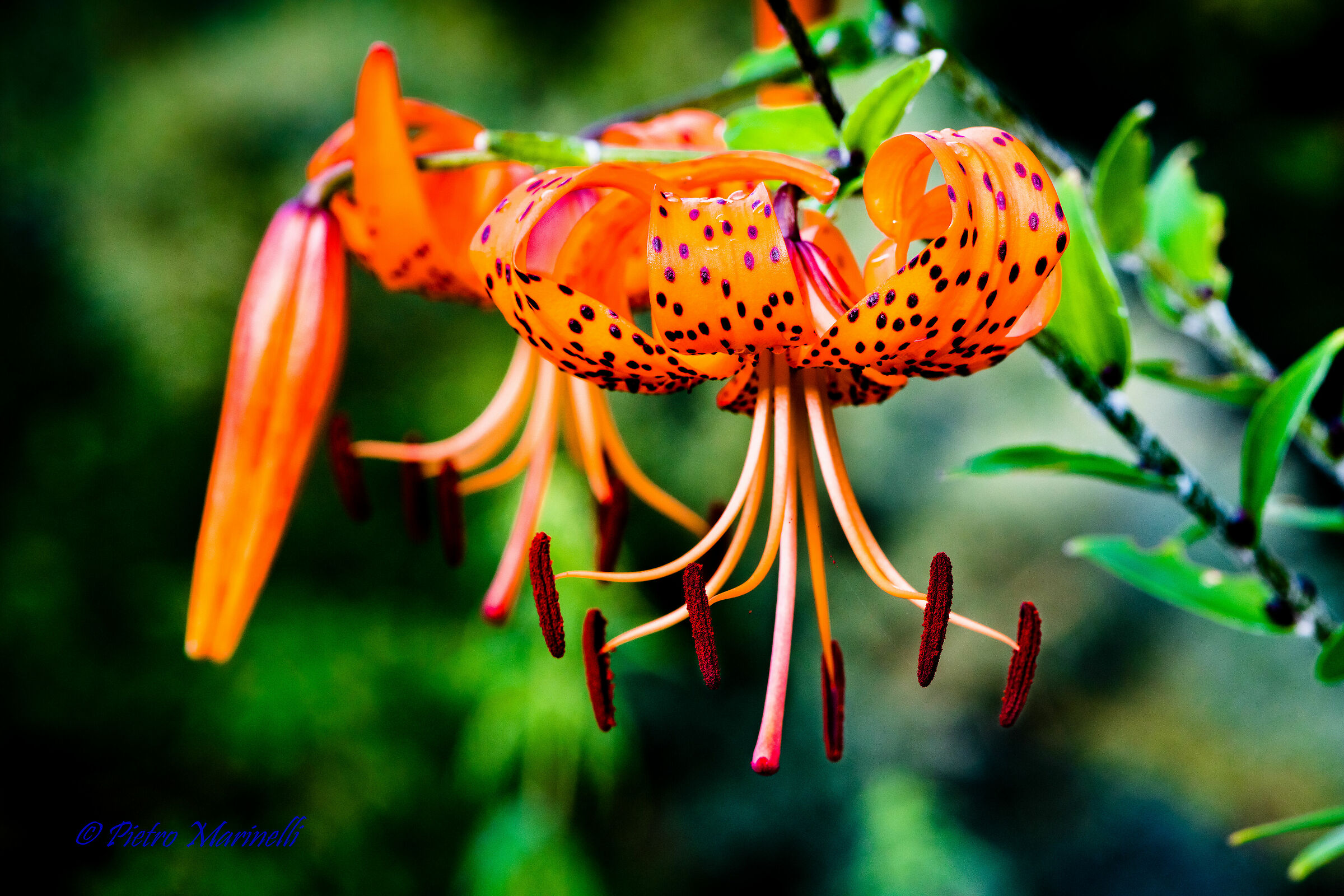 lilium tigrinum