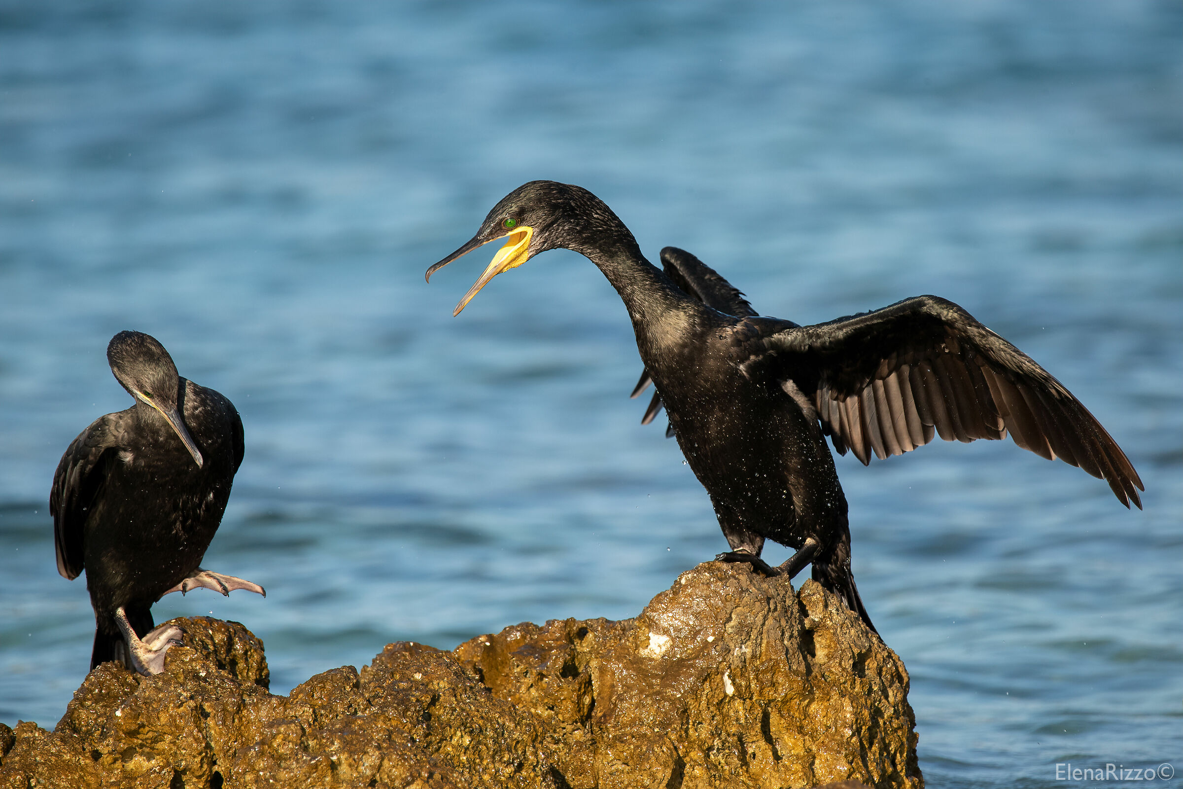 Marangoni dal ciuffo