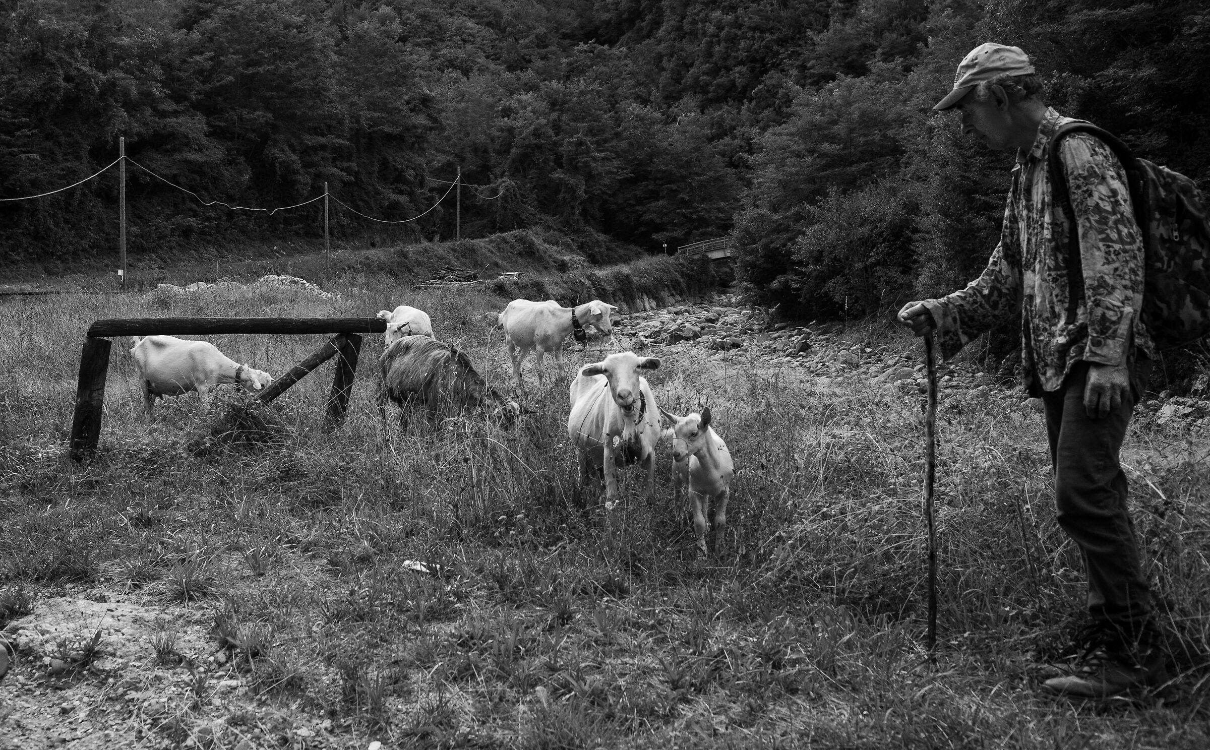 Il pastore di Fabbriche di Vallico