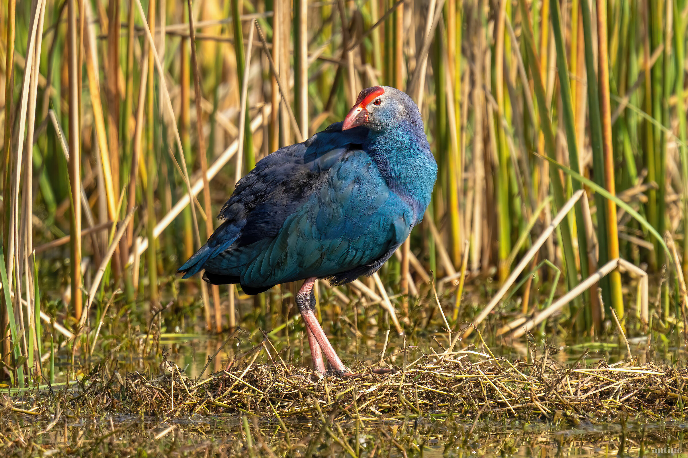 Pollo sultano testagrigia