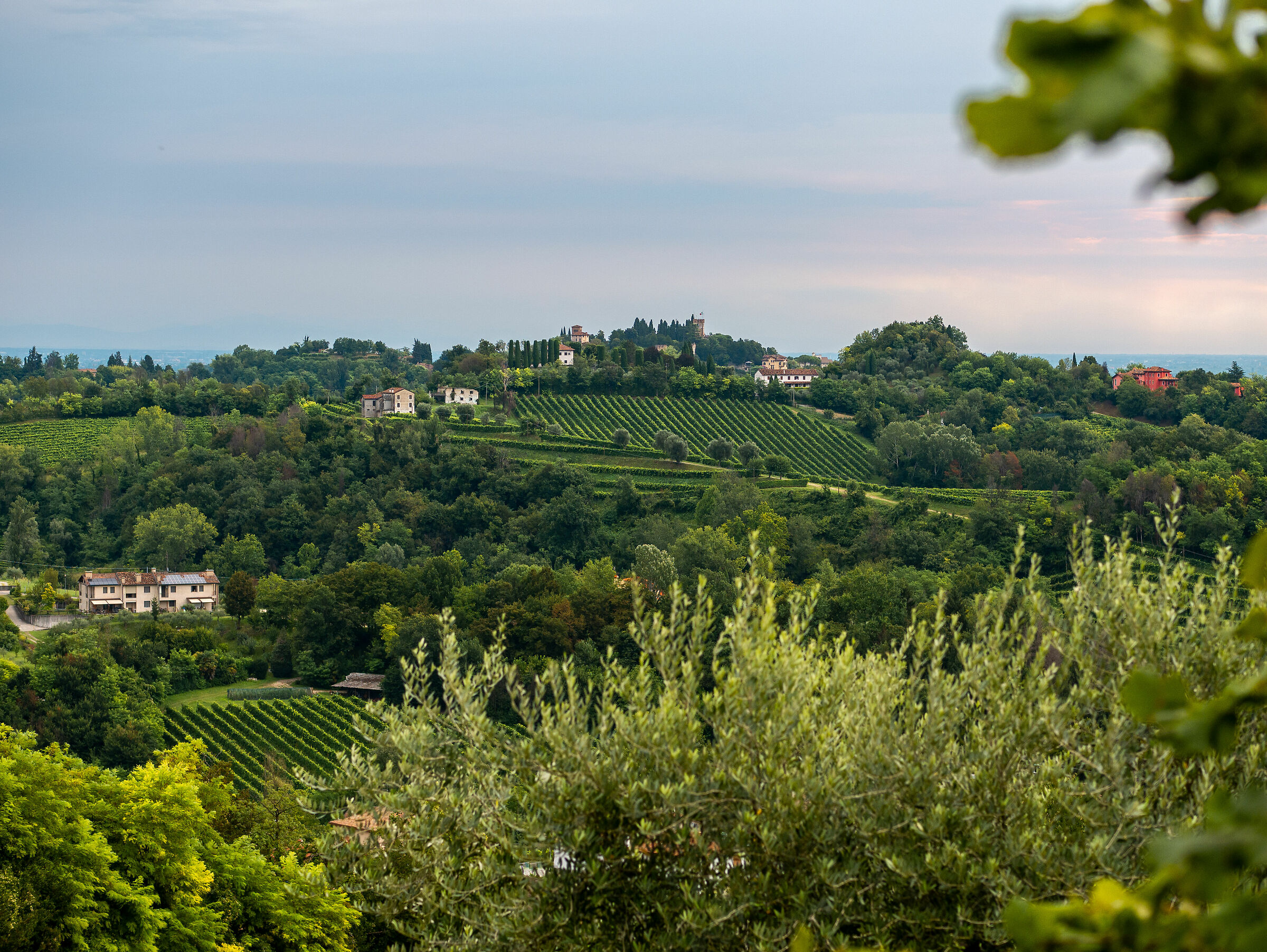 Colline Coneglianesi