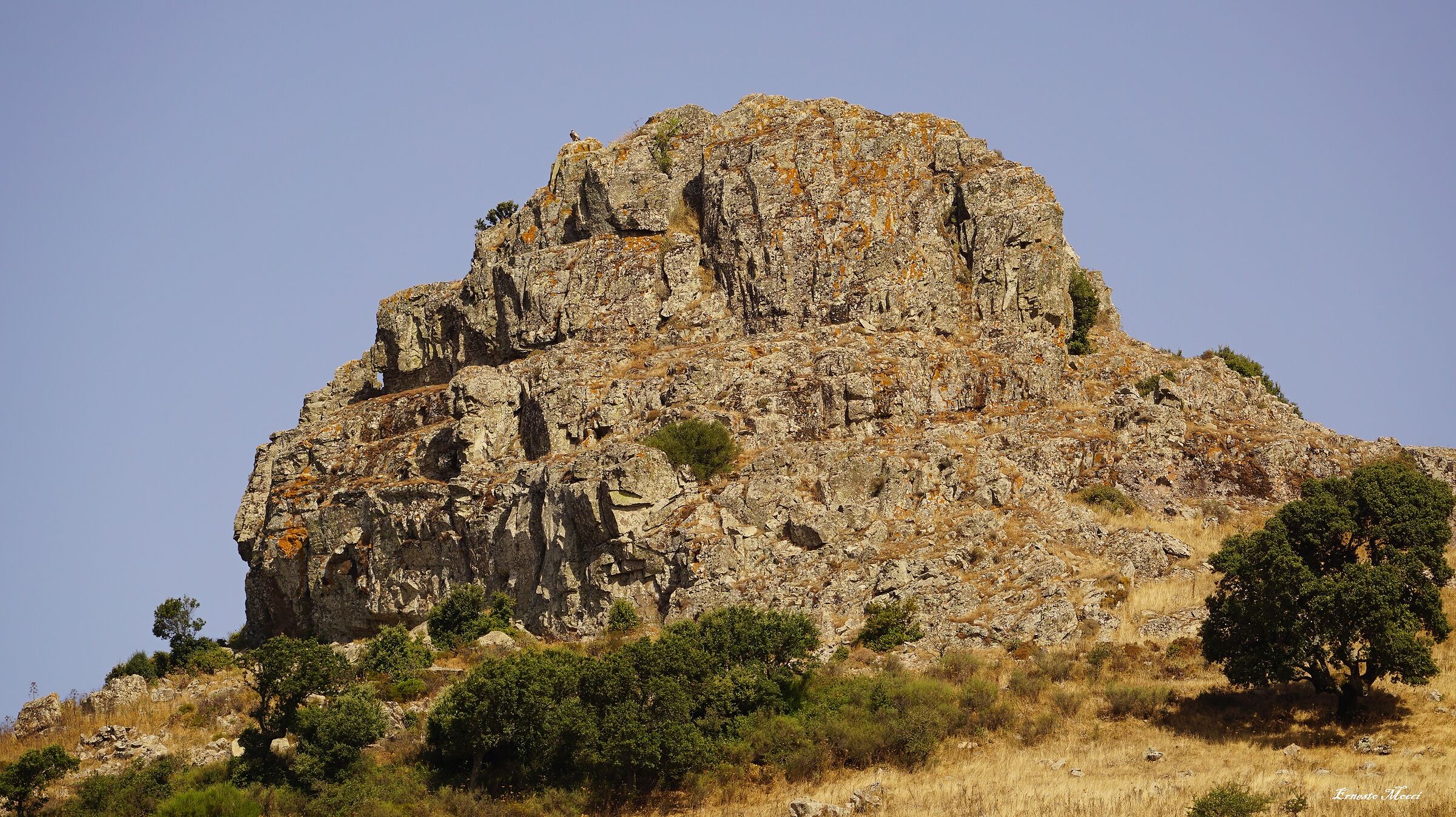 Tip Tripides Springboard