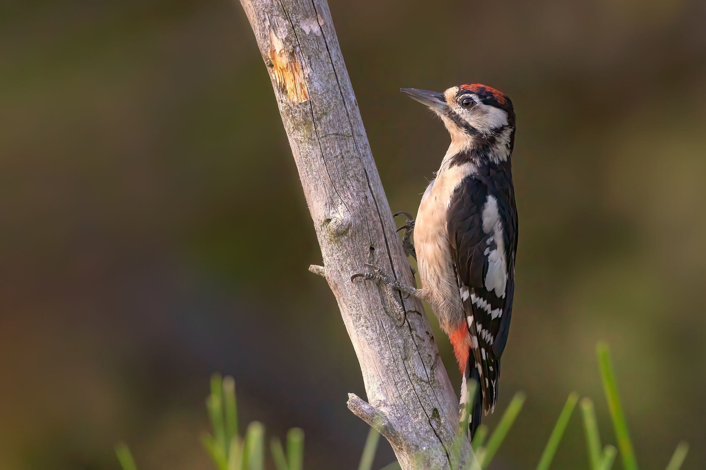 Picchio rosso mezzano maschio