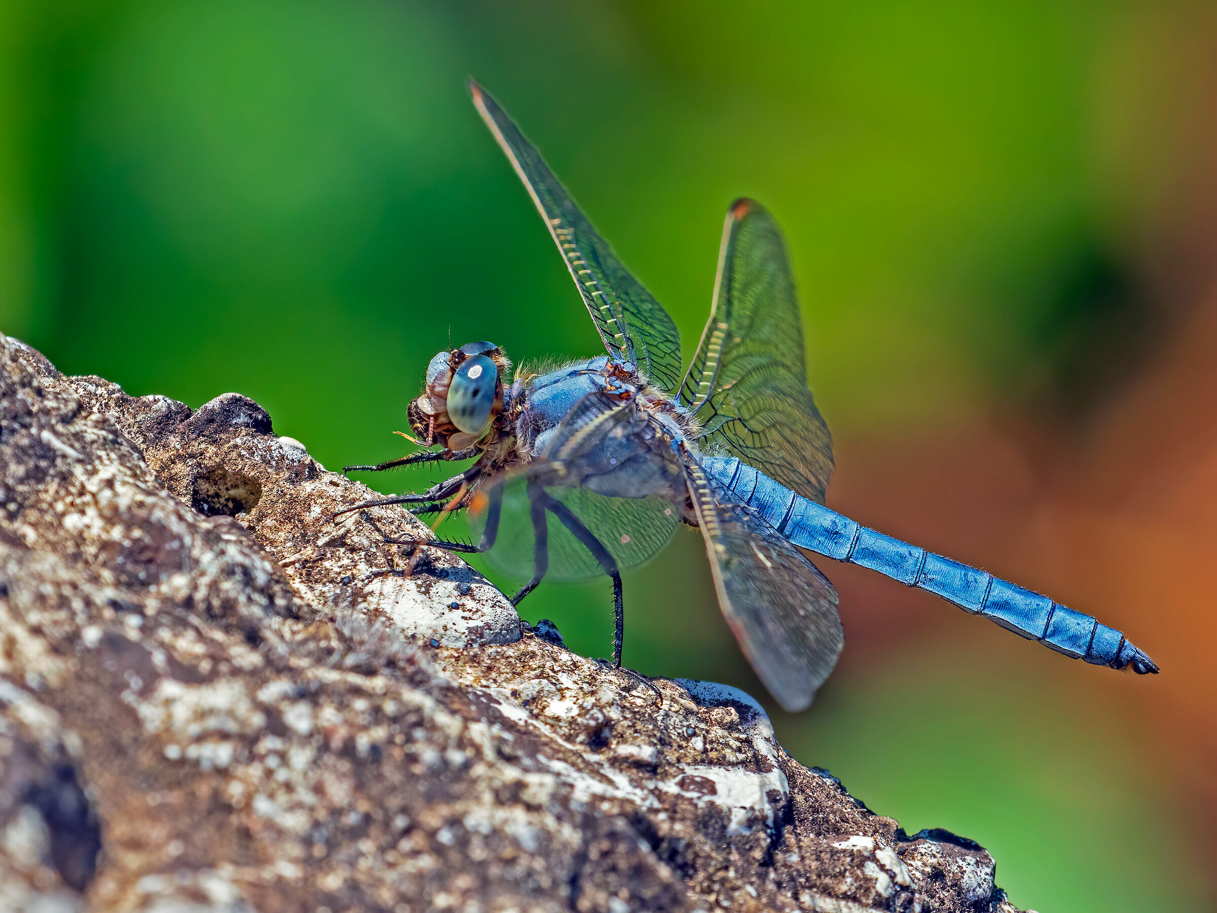 Dragonfly with prey
