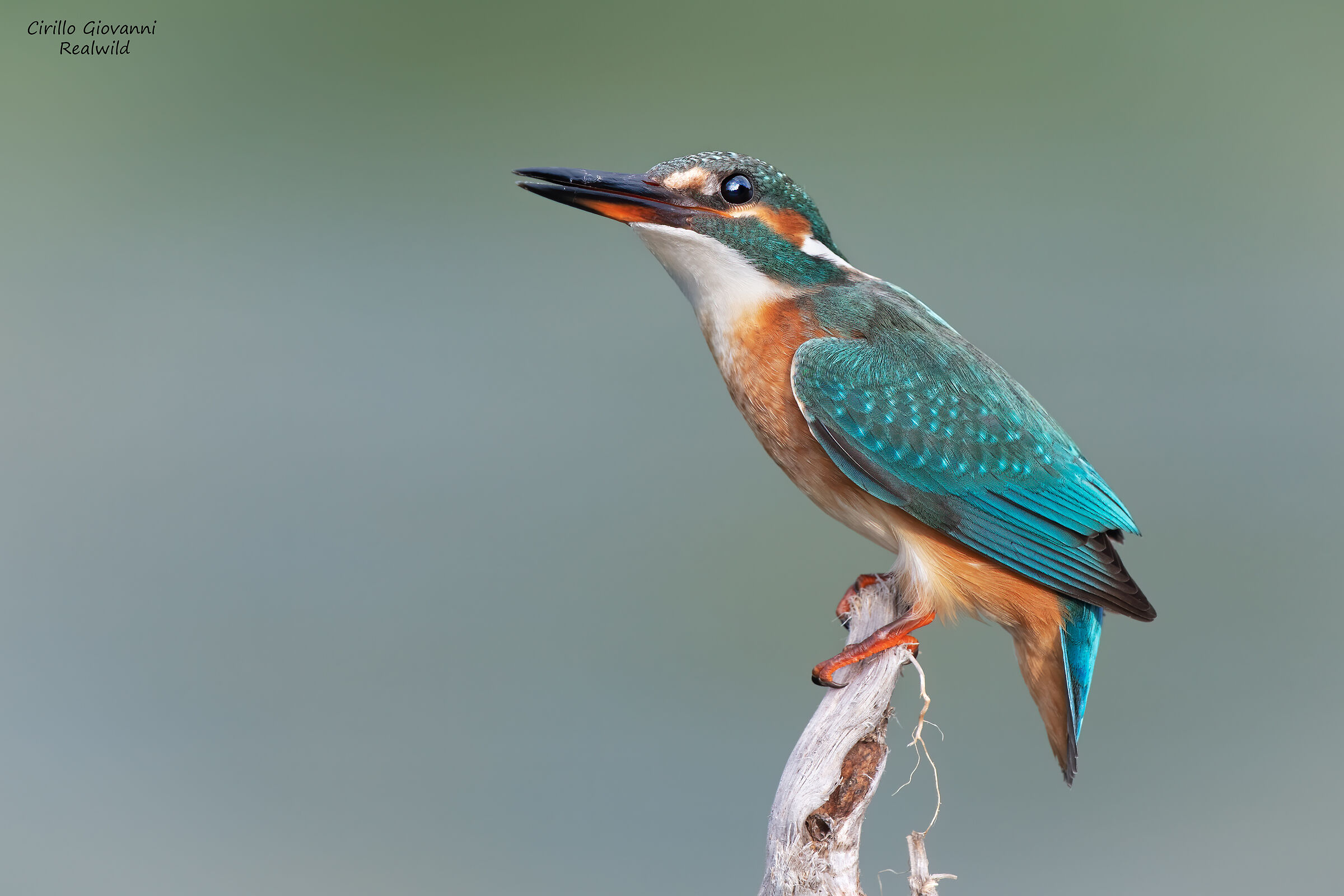 Martin Pescatore femmina