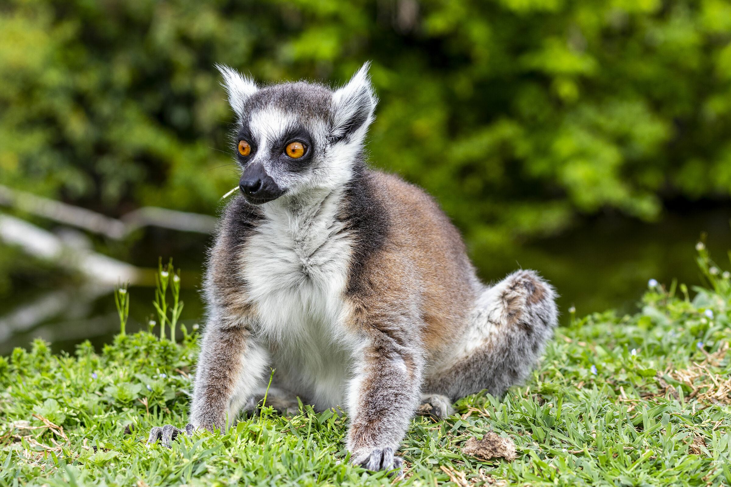 Lemur Catta
