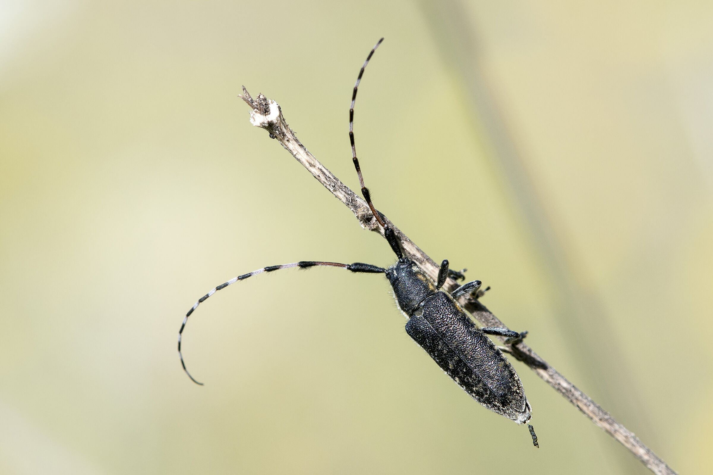 Cerambicide - Agapanthia cardui