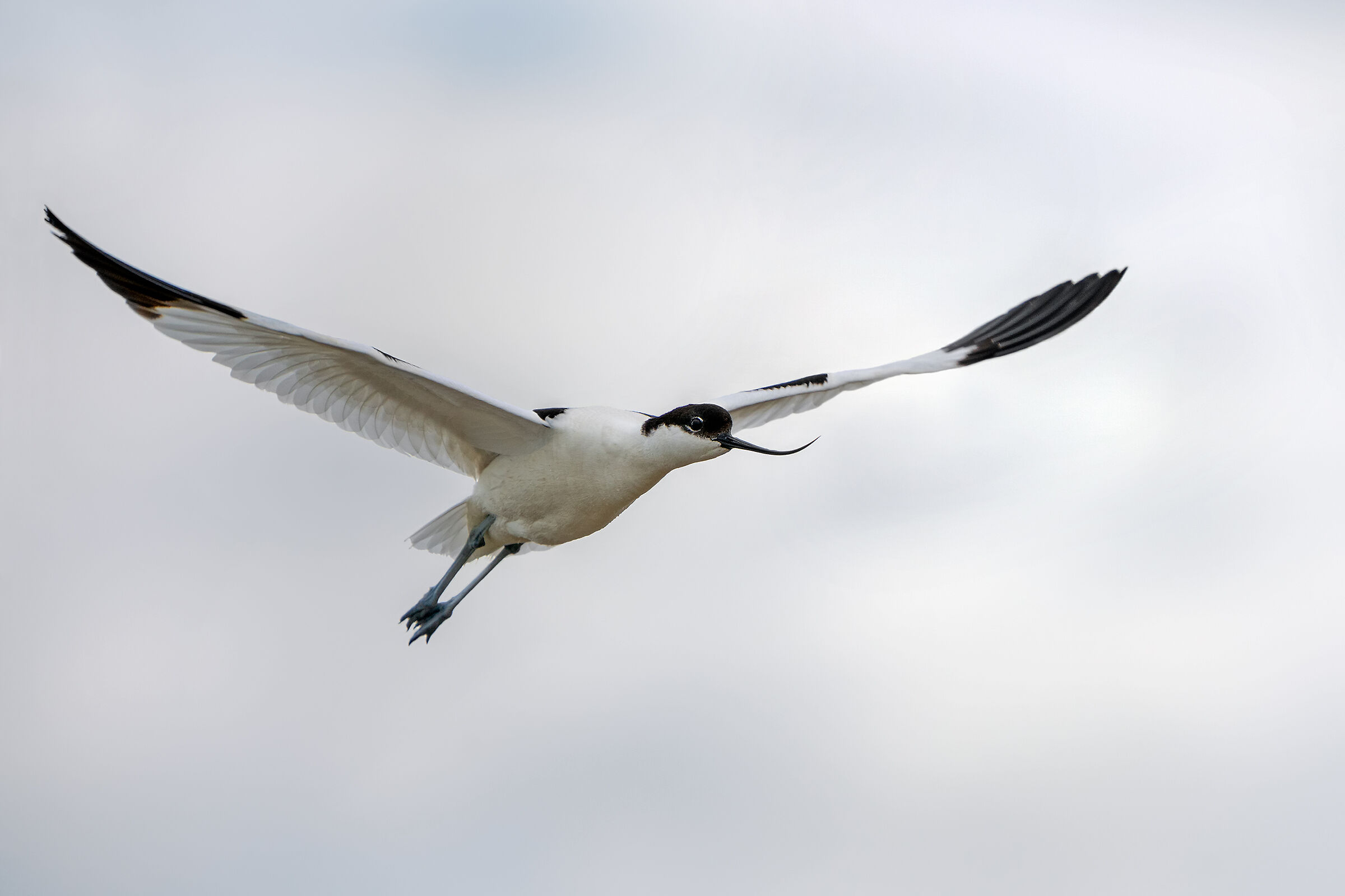 Avocetta on a gloomy day