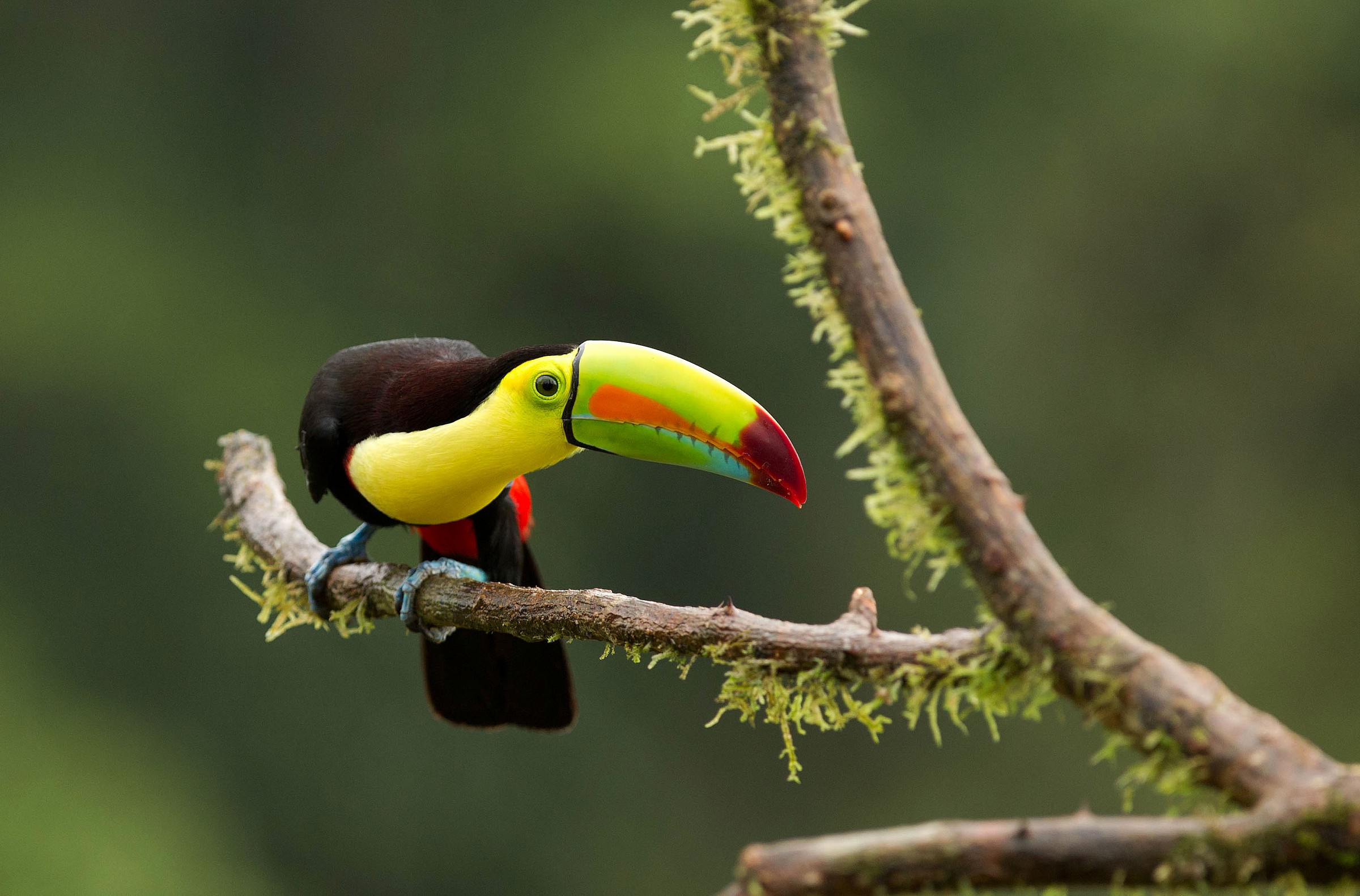 Keel billed toucan